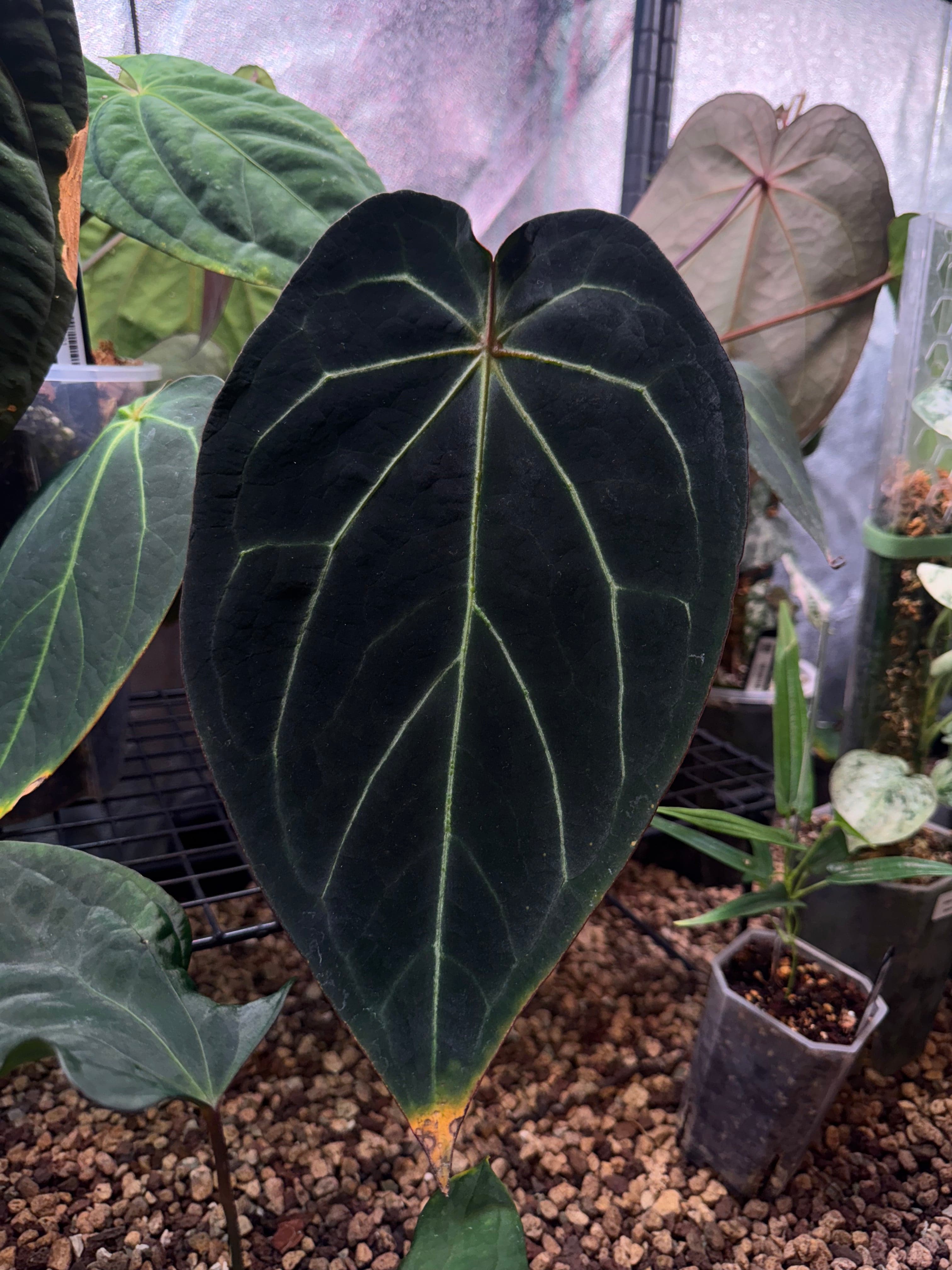 NFS: Anthurium DocBlock Black Widow '13' x Red Velvet Cake ‘24’ - SMUKHI