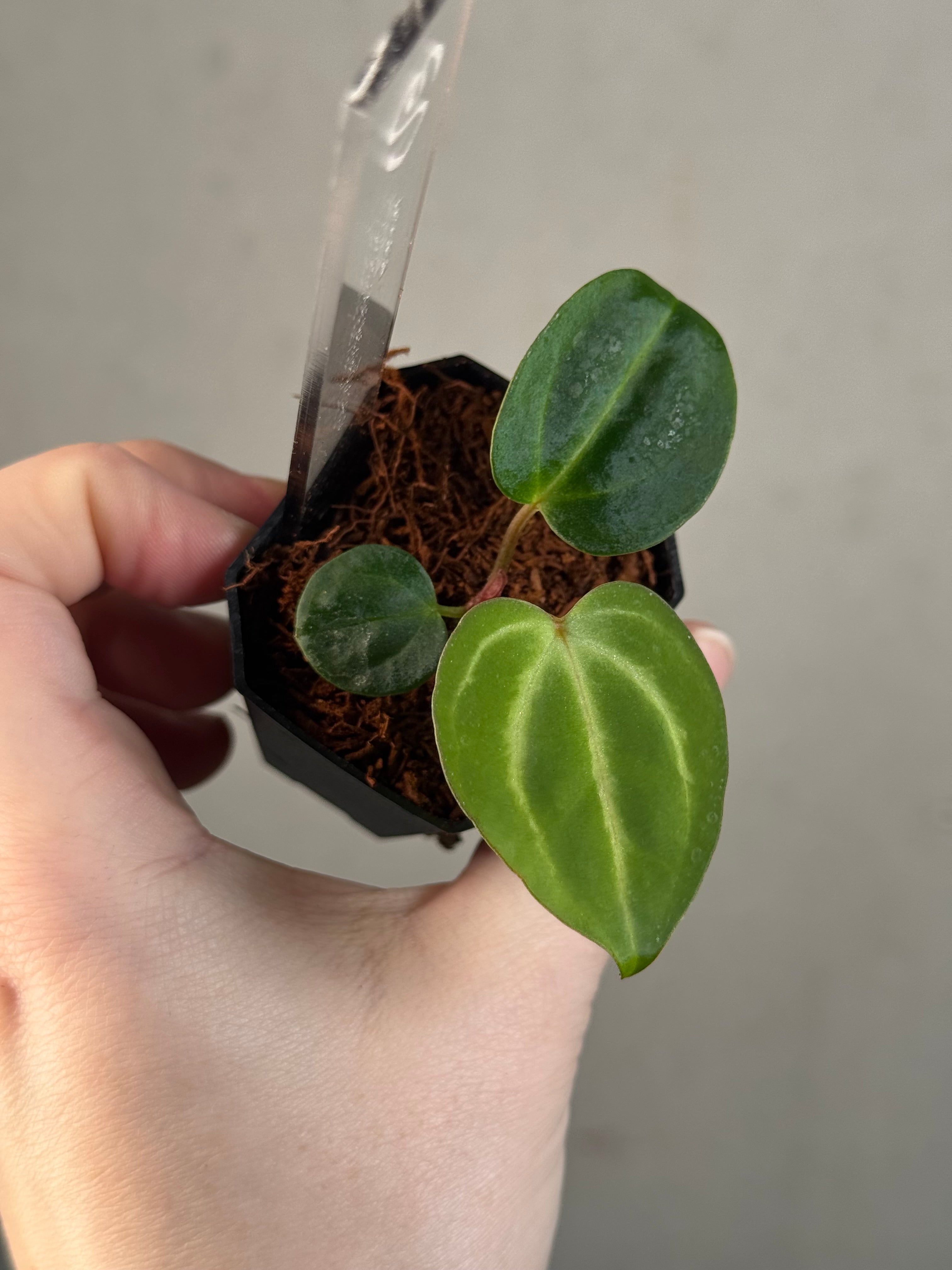 Anthurium Carlablackiae (RA5 x RA10) x ‘Carlita’