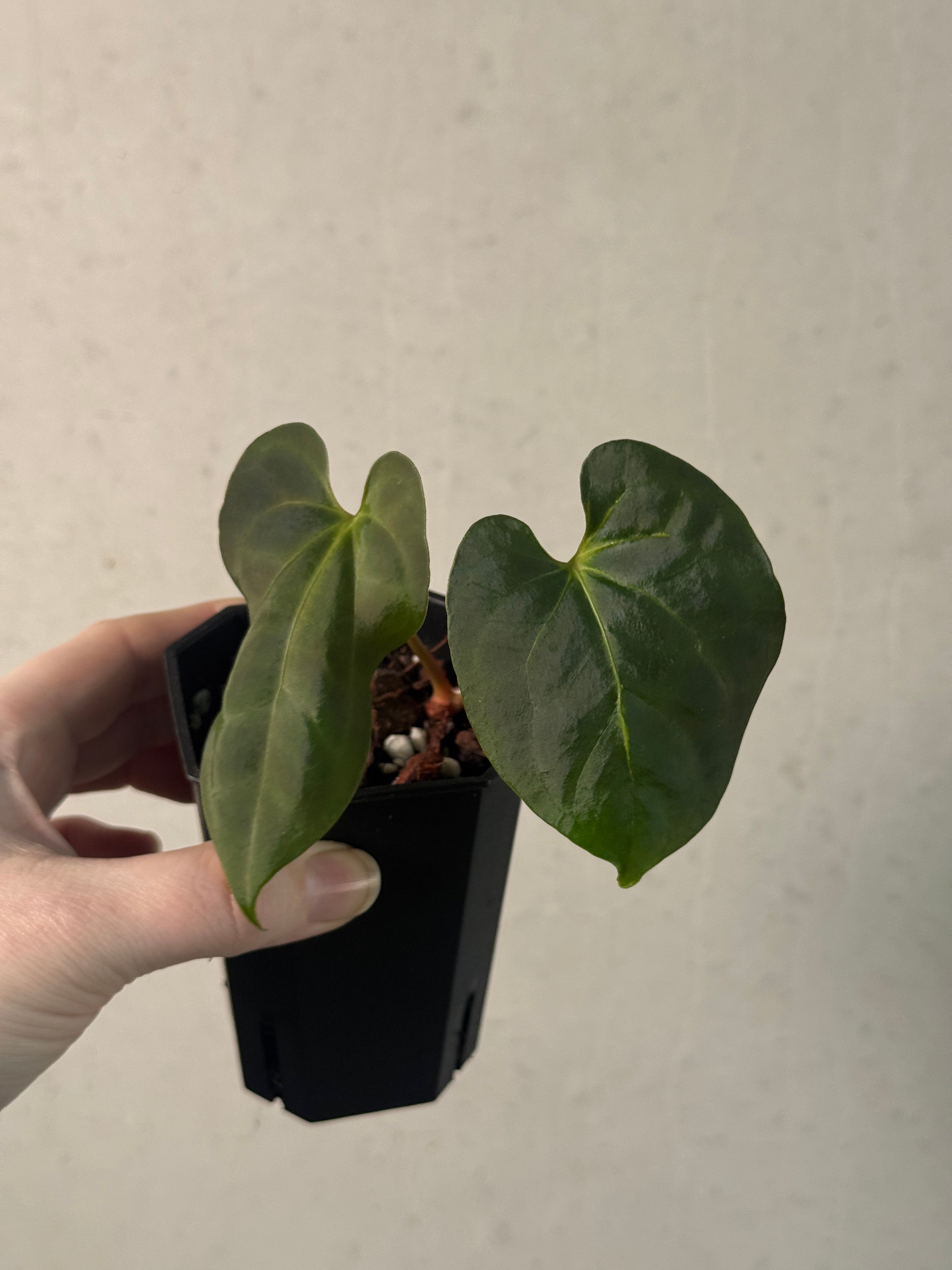 Anthurium Blue Papillilaminum x Fort Sherman - Clone - SMUKHI