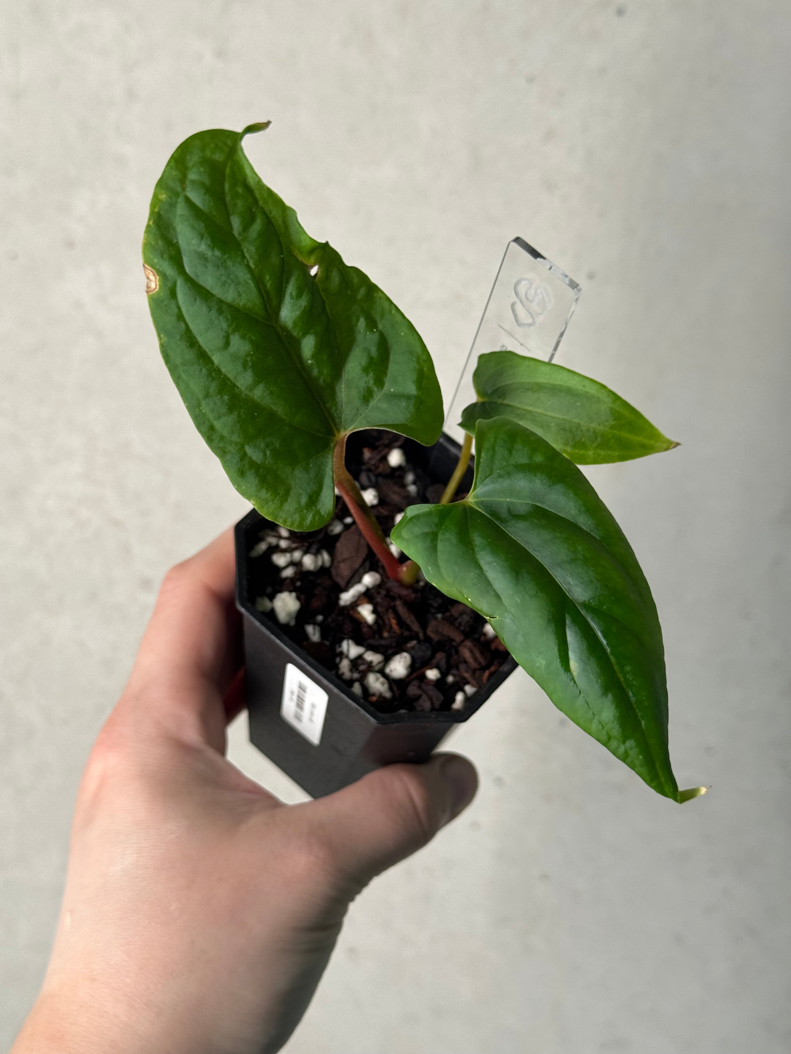 Anthurium Ralph Lynam x self