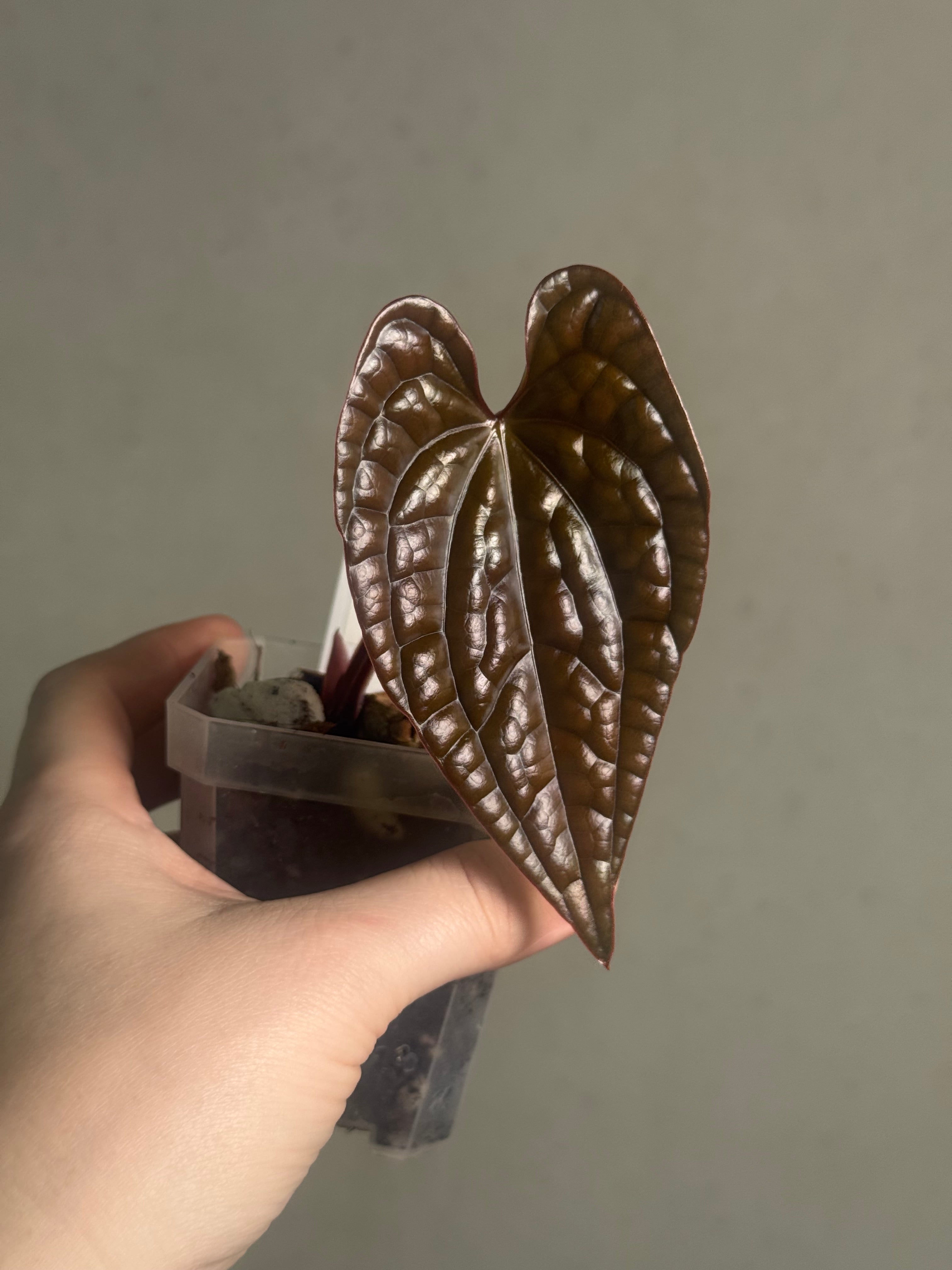 Anthurium Luxurians - Clone - SMUKHI