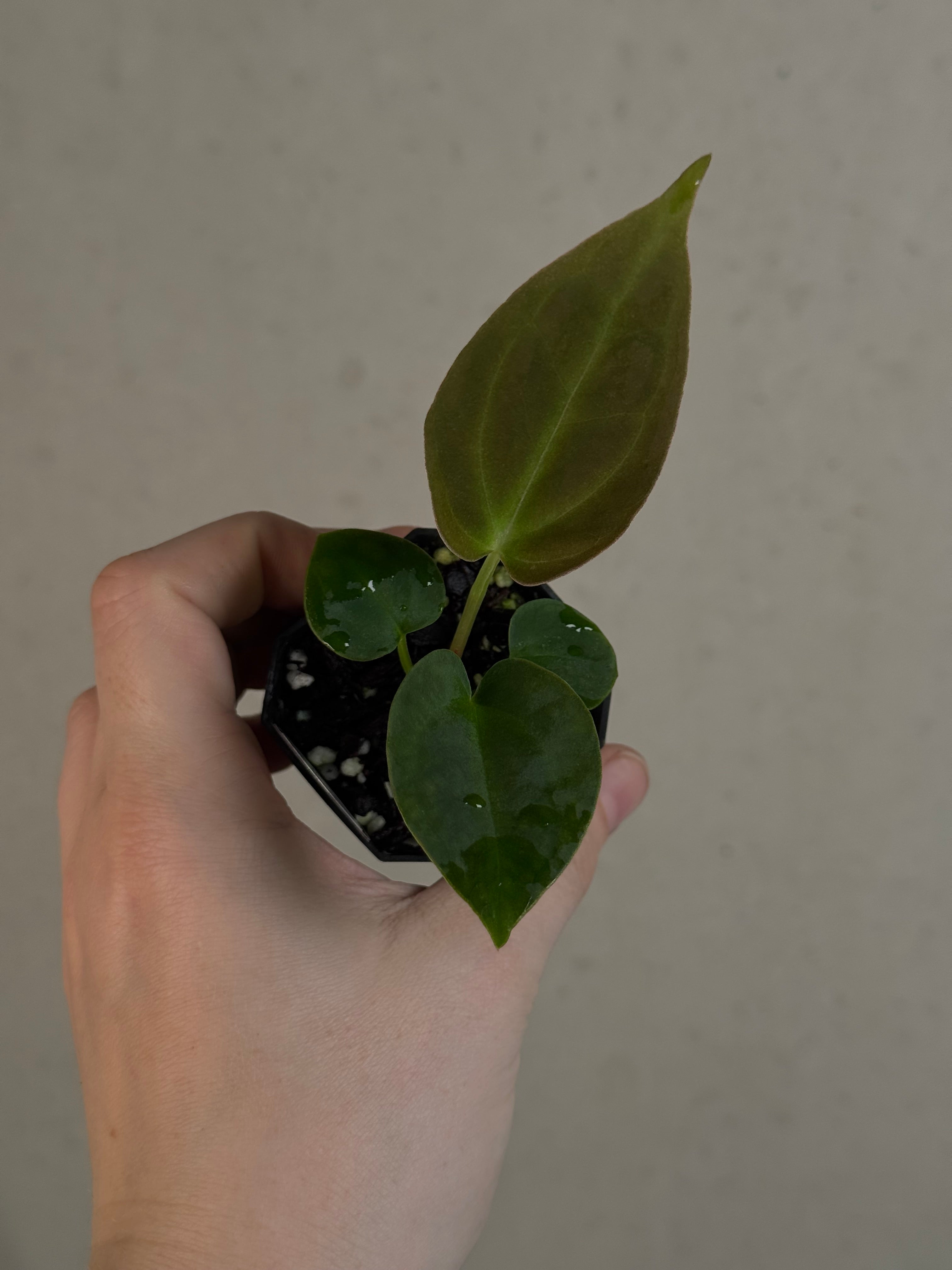 Anthurium ('Red Spider' x Forgetii) x (Black Widow x Red Velvet Cake)