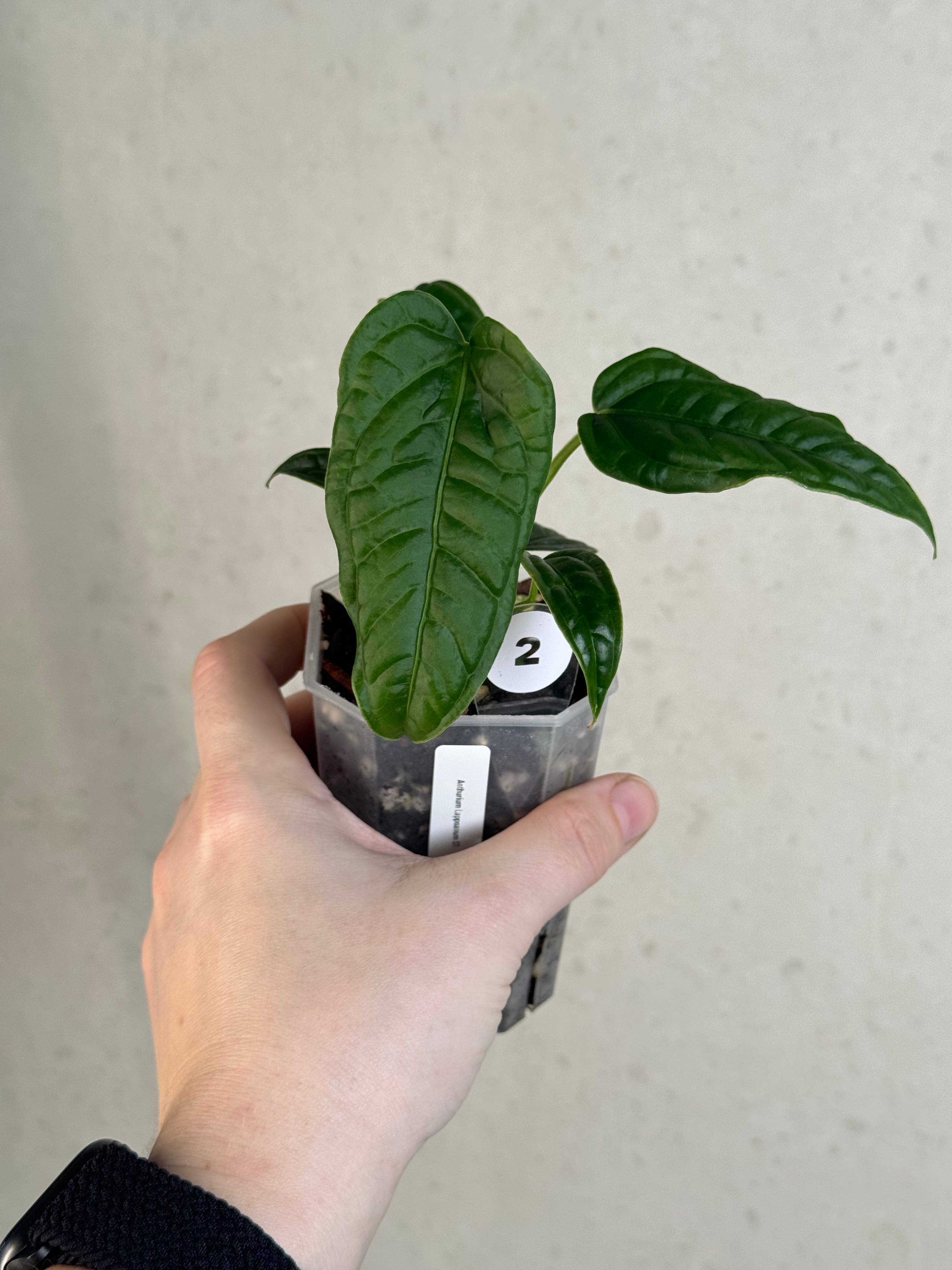 Anthurium Lappoanum S1