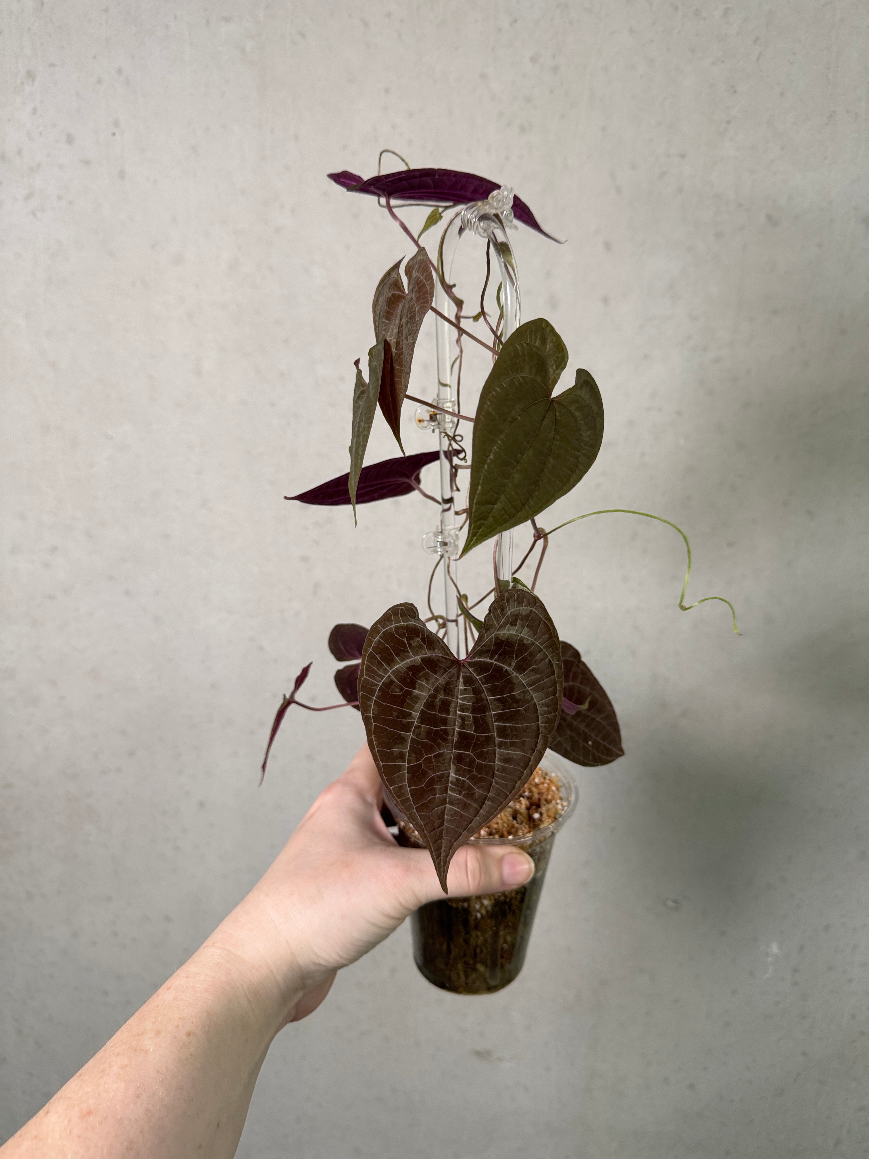 SMUKHI Dioscorea discolor plant with lush green and reddish stems, showcasing vibrant foliage and climbing vine growth.