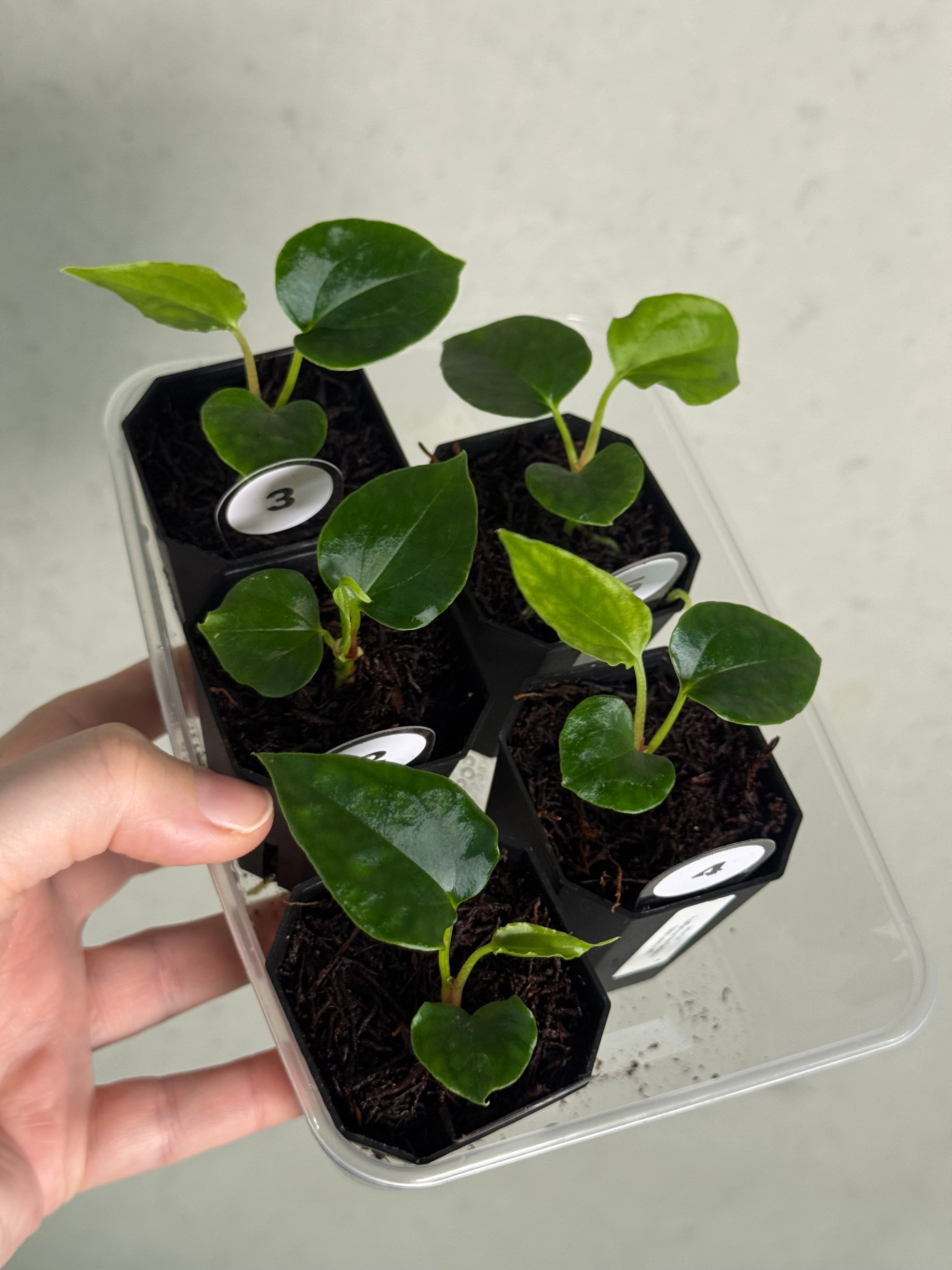 Anthurium Papillilaminum Ree Gardens x (Ralph Lynam x self) - SMUKHI