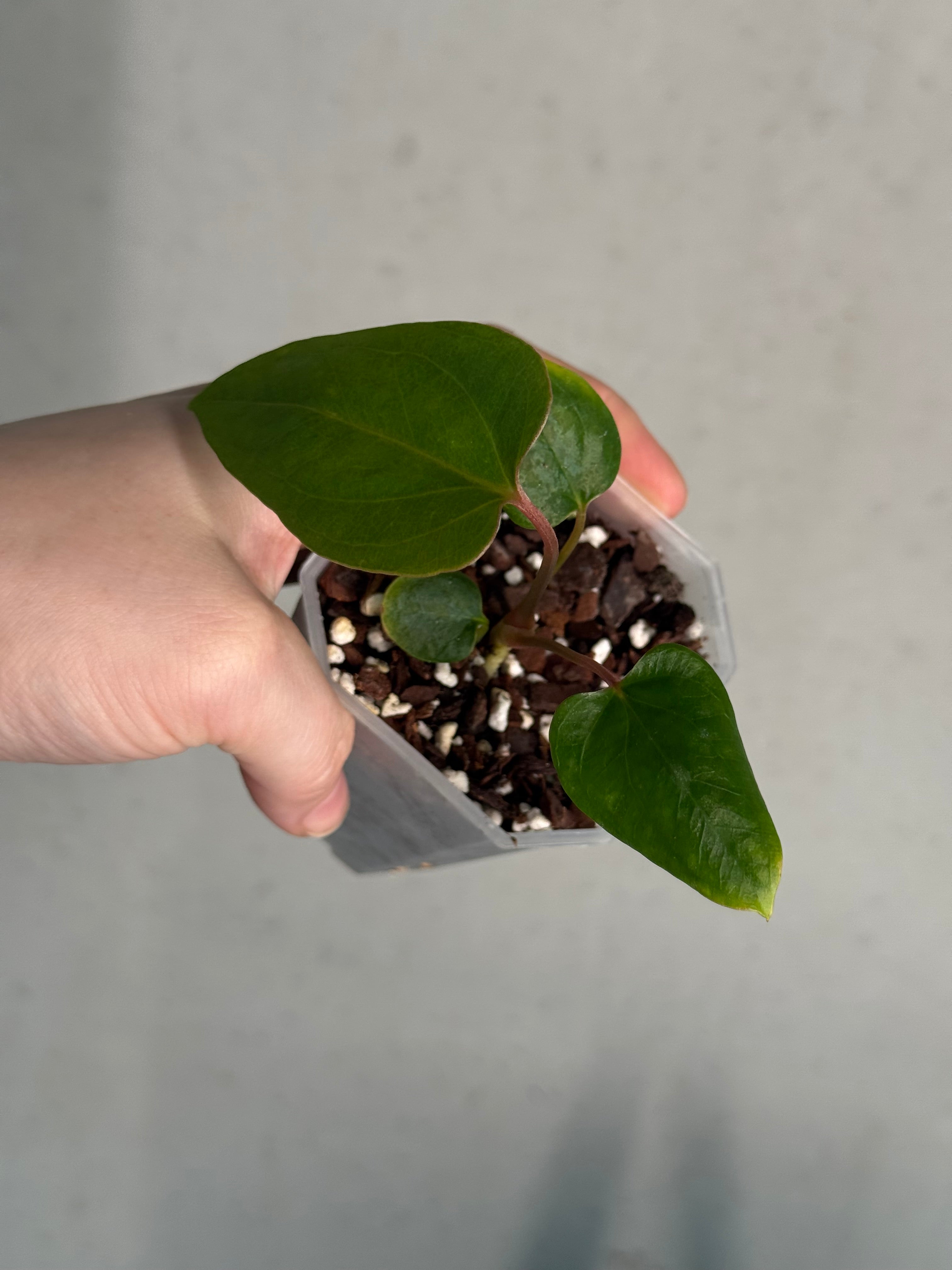 Anthurium cf. Sagittatum S1