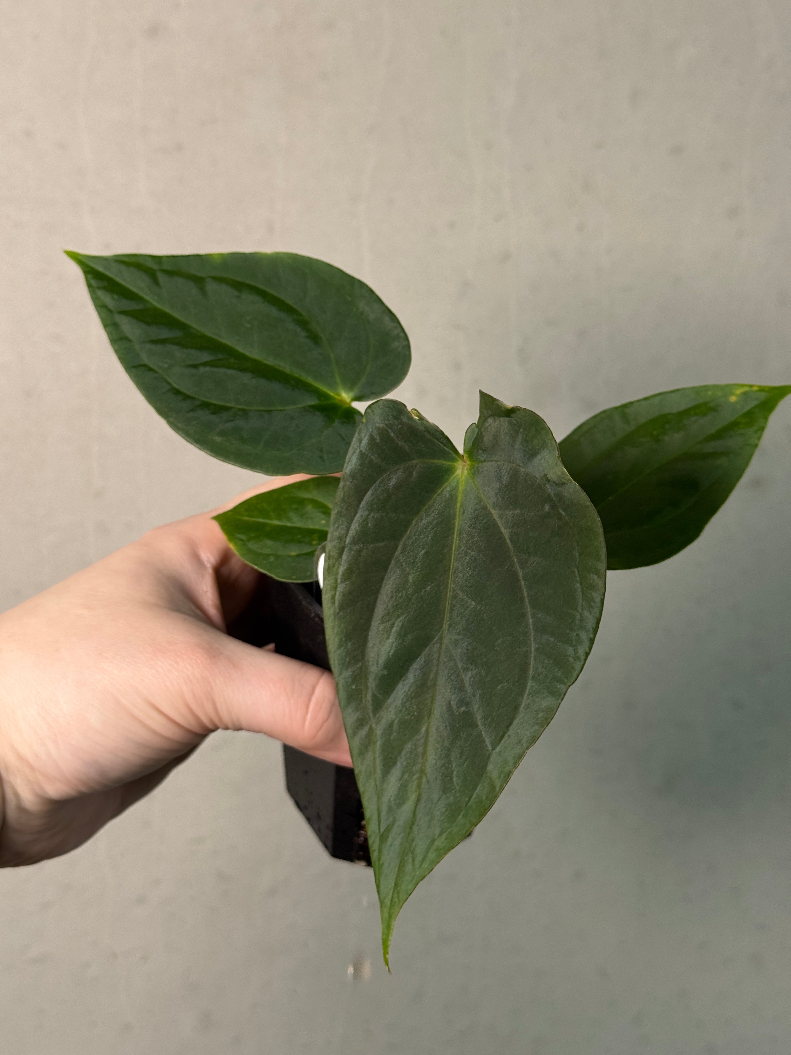 Anthurium Papillilaminum 'Guna Yala' x BVEP (‘Round’ x RA1) - SMUKHI