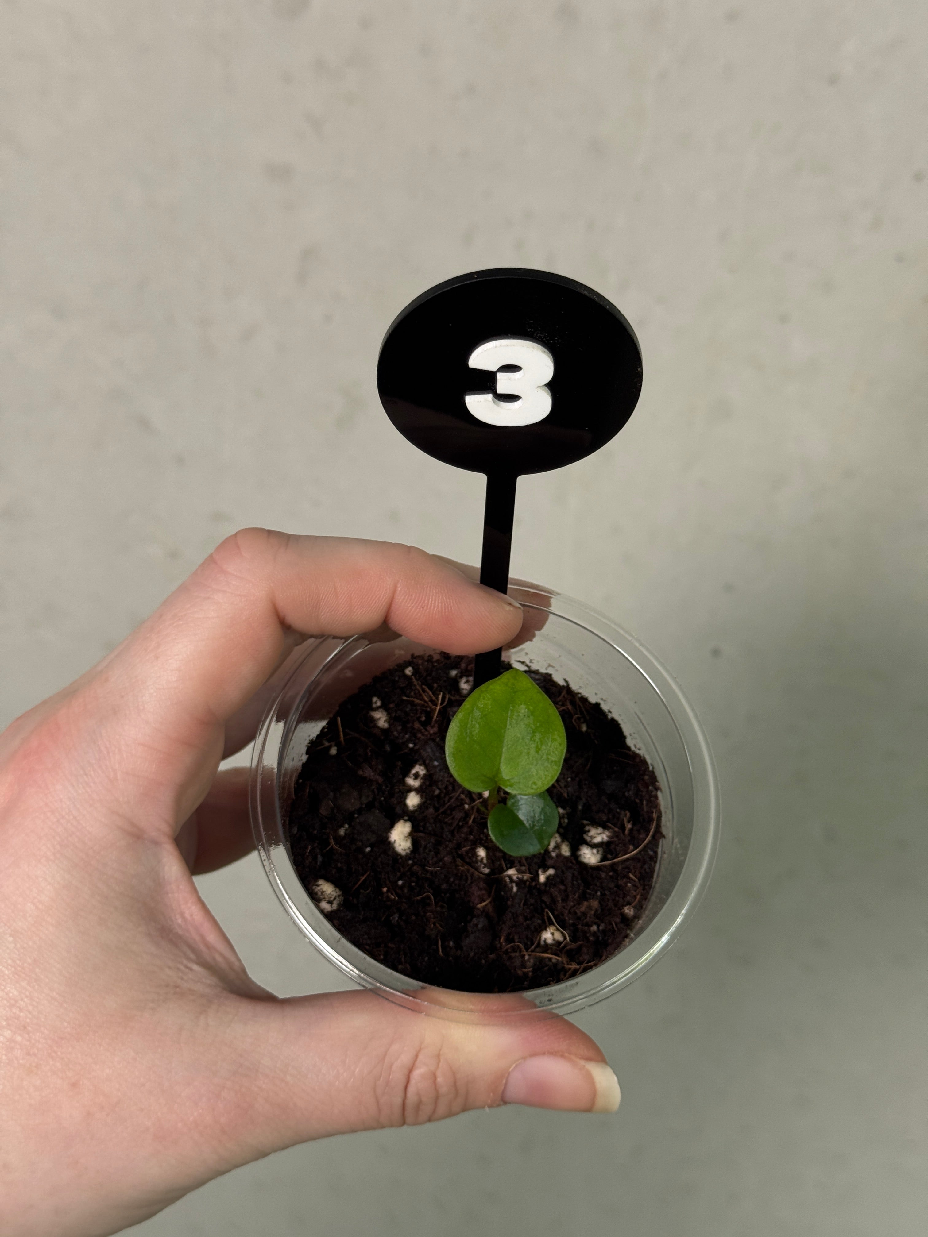 Anthurium HU Round '1’ x ‘2’