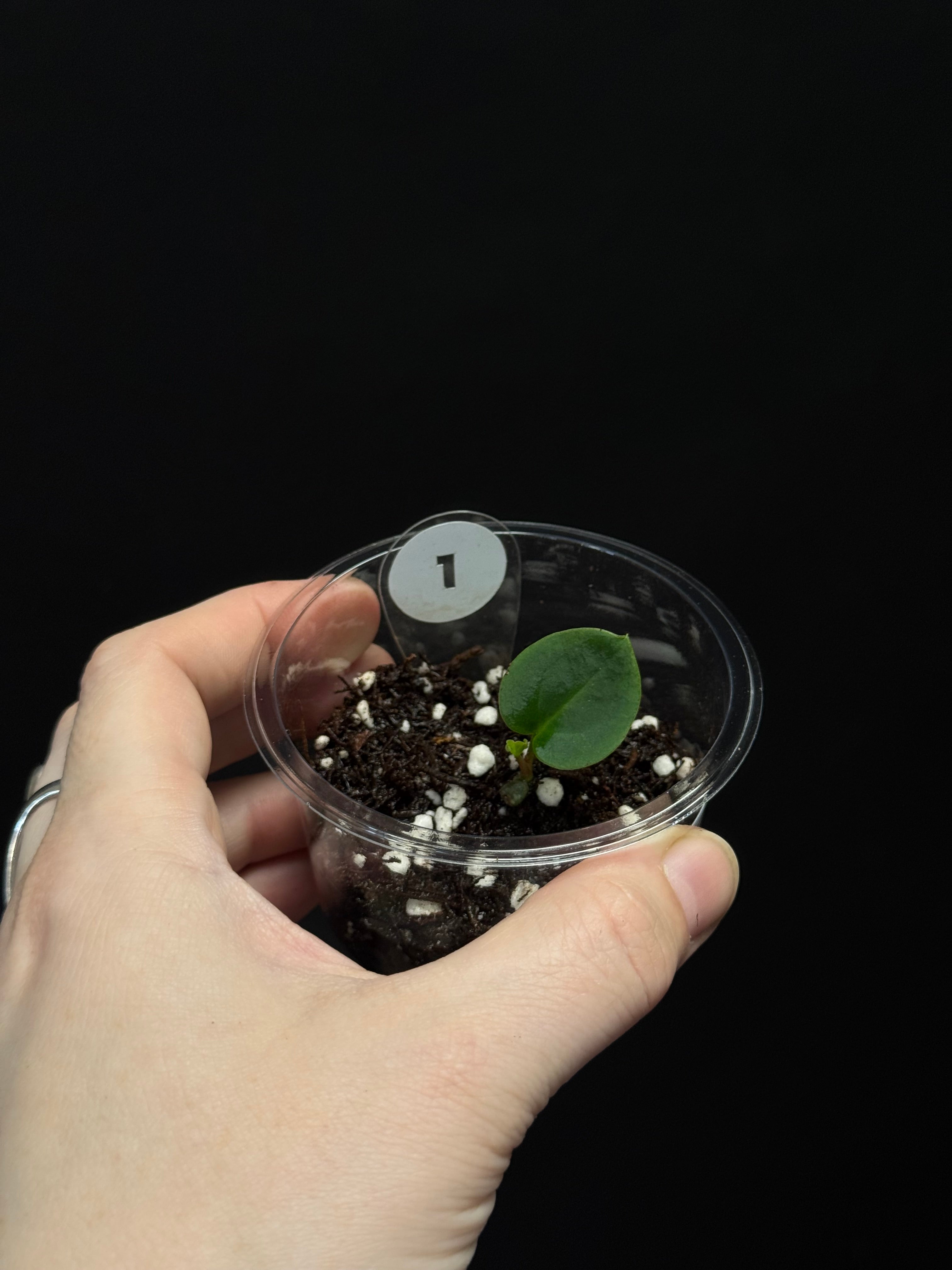 Anthurium (Carlablackiae WU1 x self) x (Black Widow x Red Velvet Cake) - Pre-order