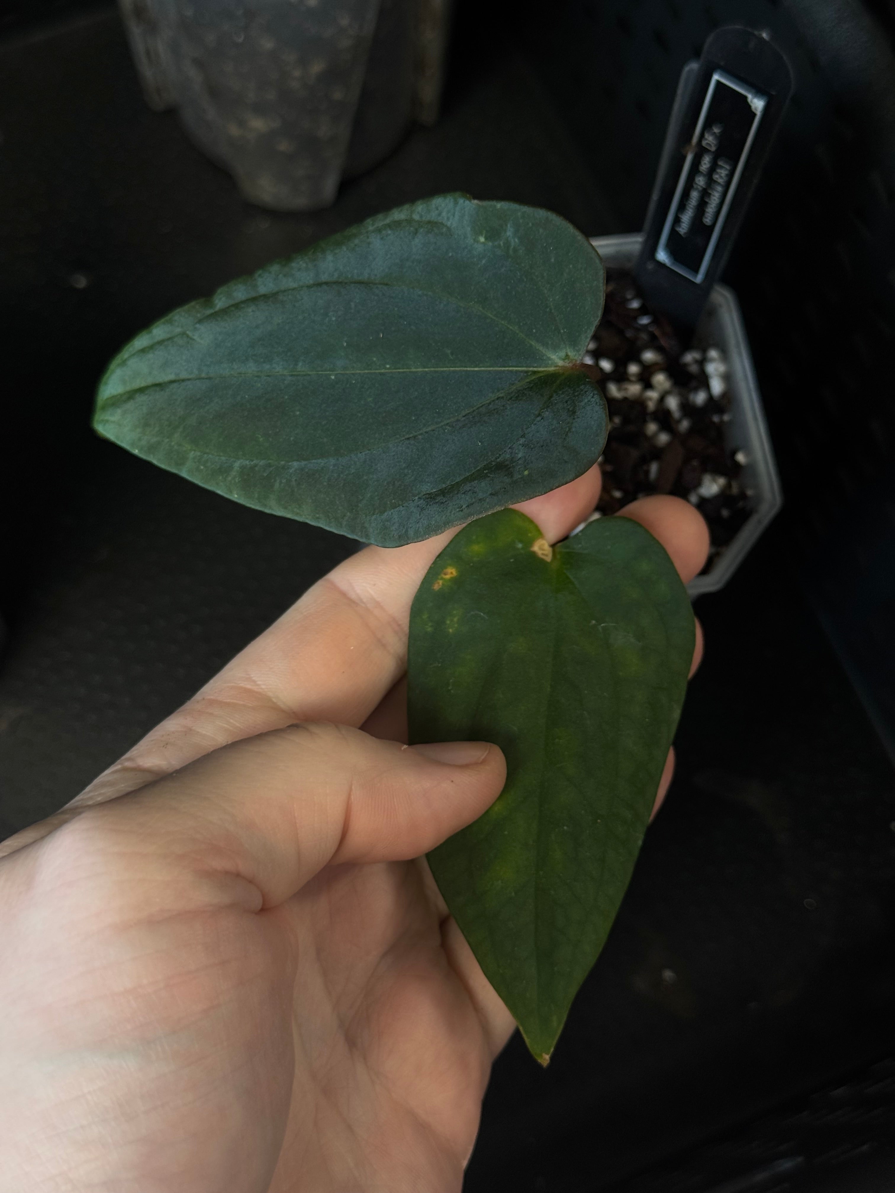 Anthurium sp. Nov DF x Antolakii (BVEP) RA1