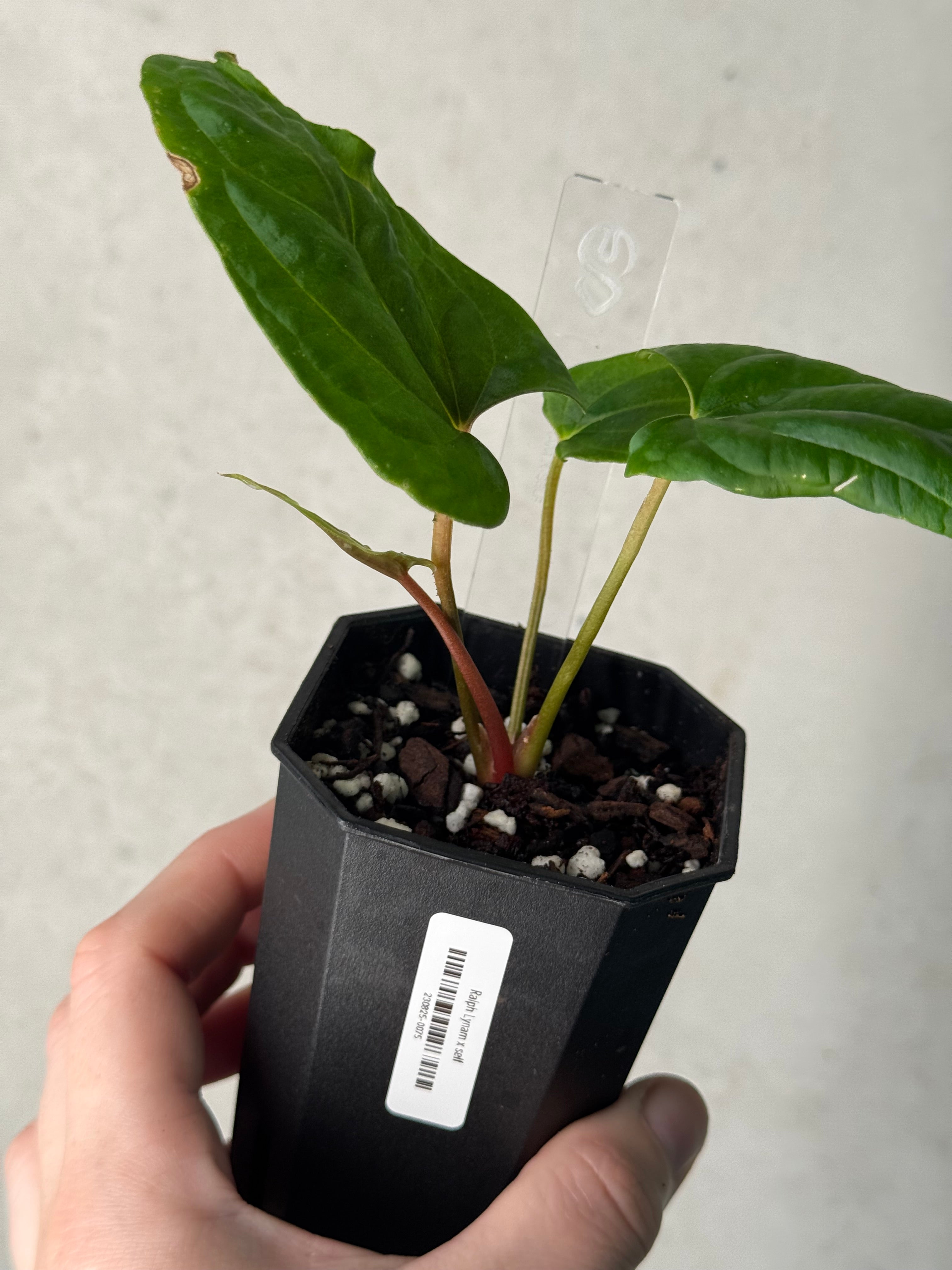Anthurium Ralph Lynam x self