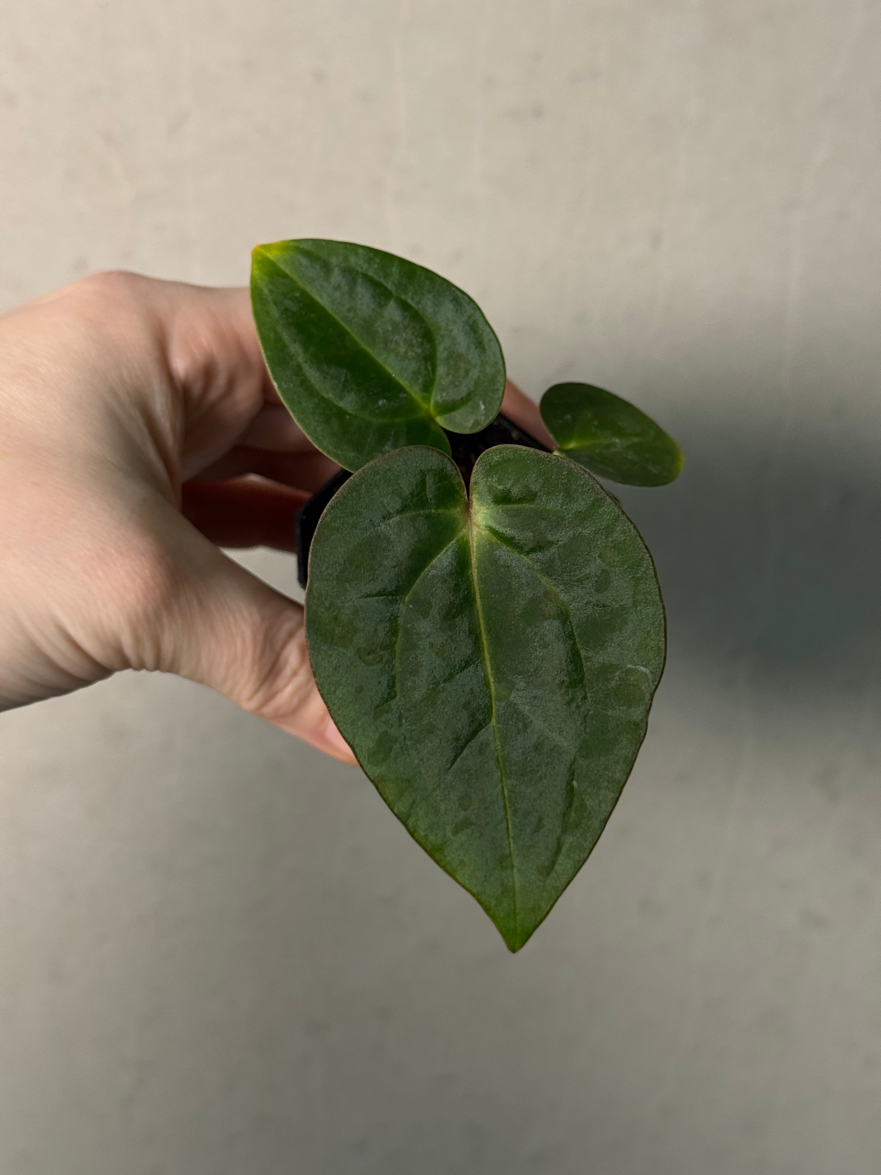 Anthurium Carlablackiae (RA5 x RA10) x (Dressleri RG F2 x Carlablackiae ‘Amanda’) - SMUKHI