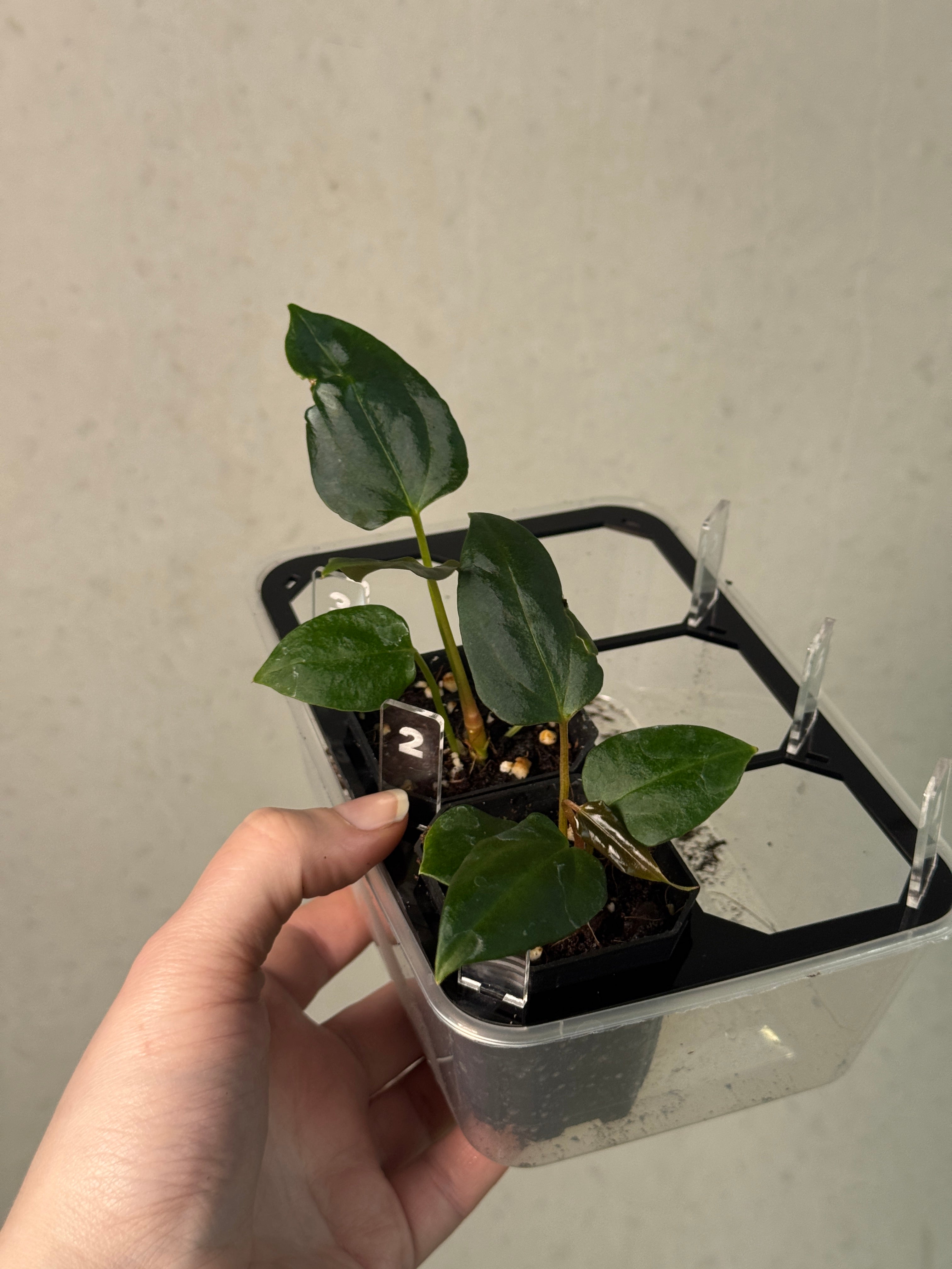 Anthurium Fort Sherman x Mr. Worldwide #2