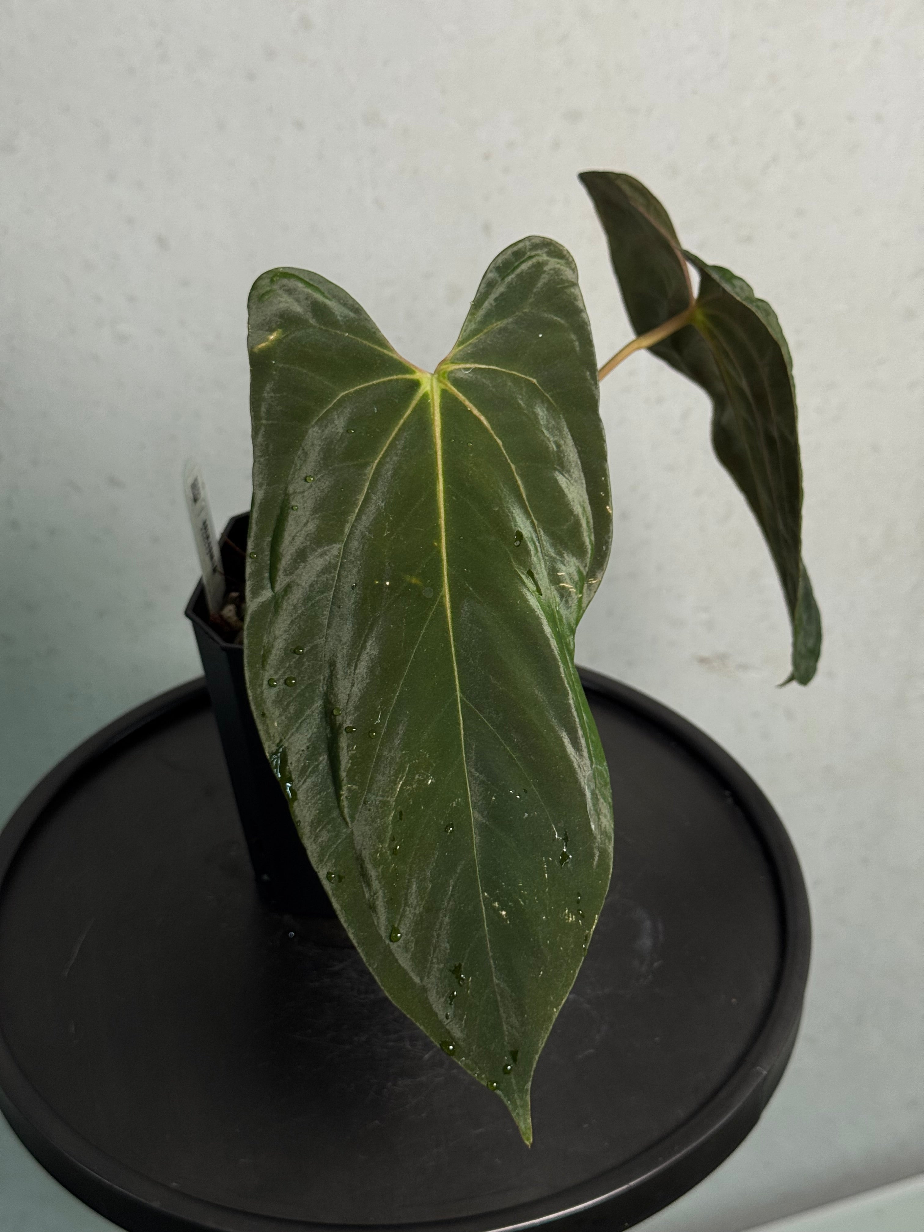 Anthurium Papillilaminum (Ree Gardens) #2 - Clone