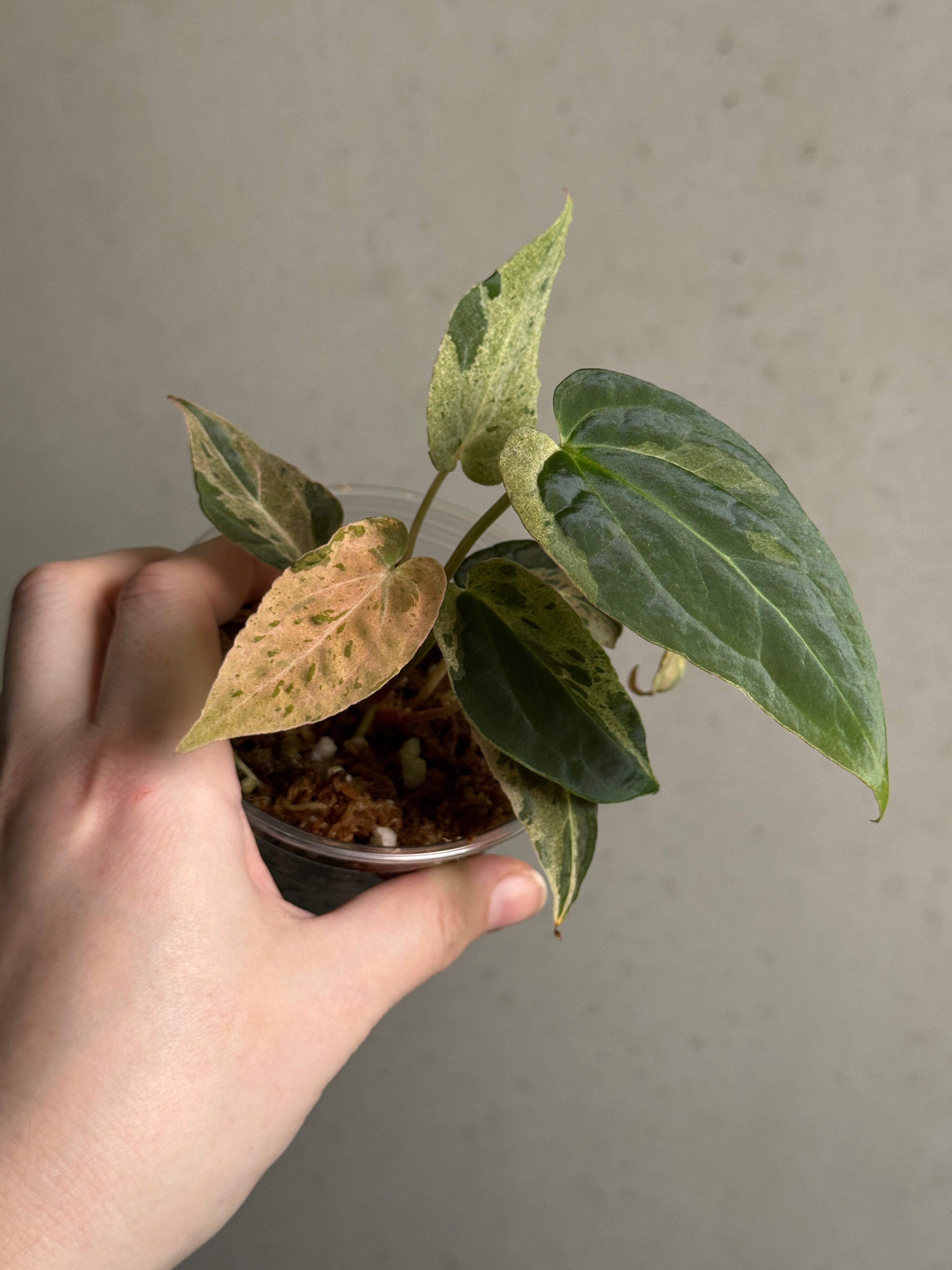 NFS: Anthurium ‘Cherry Blossom’
