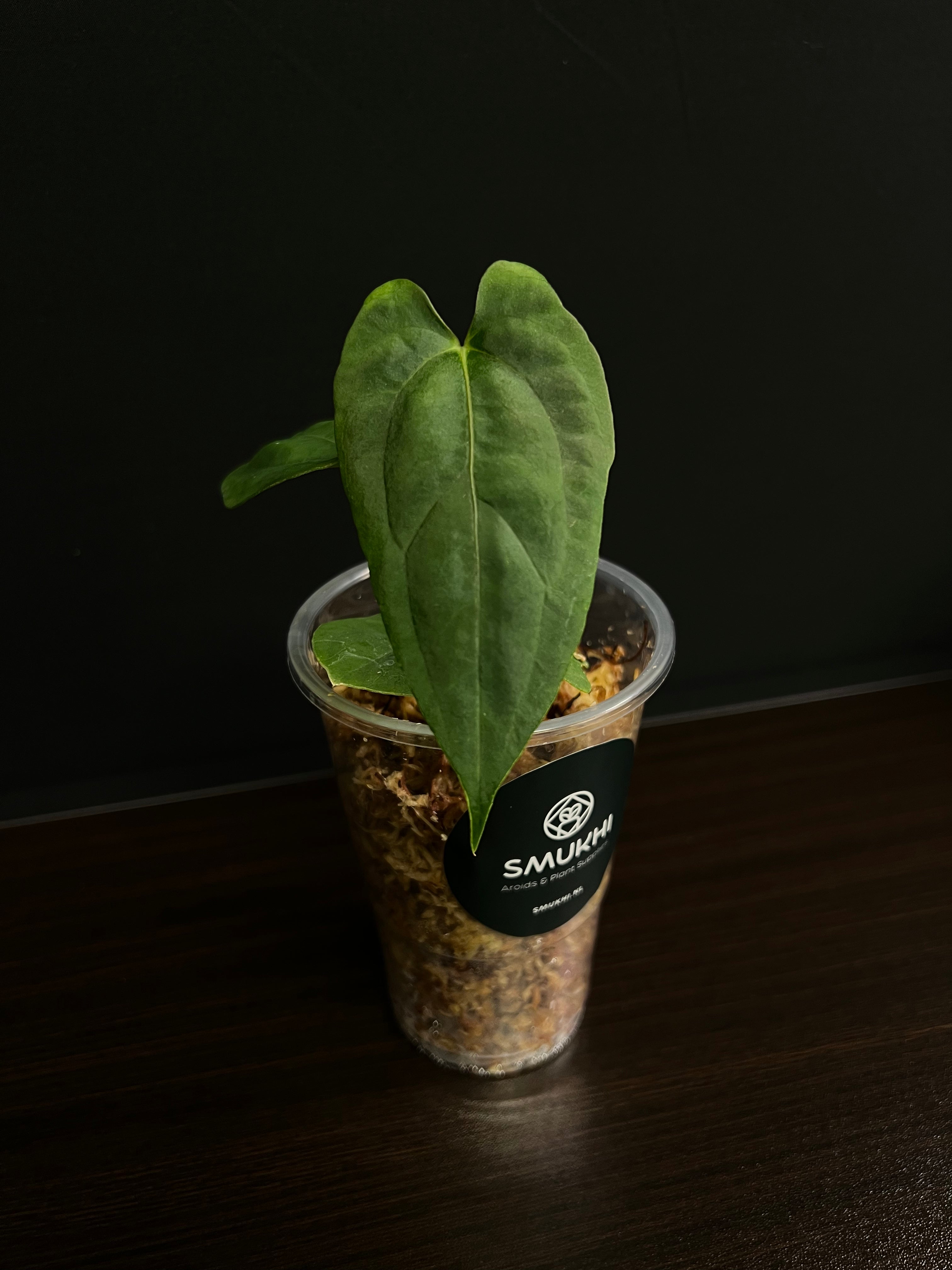 Anthurium RLFS x self - Small Plants
