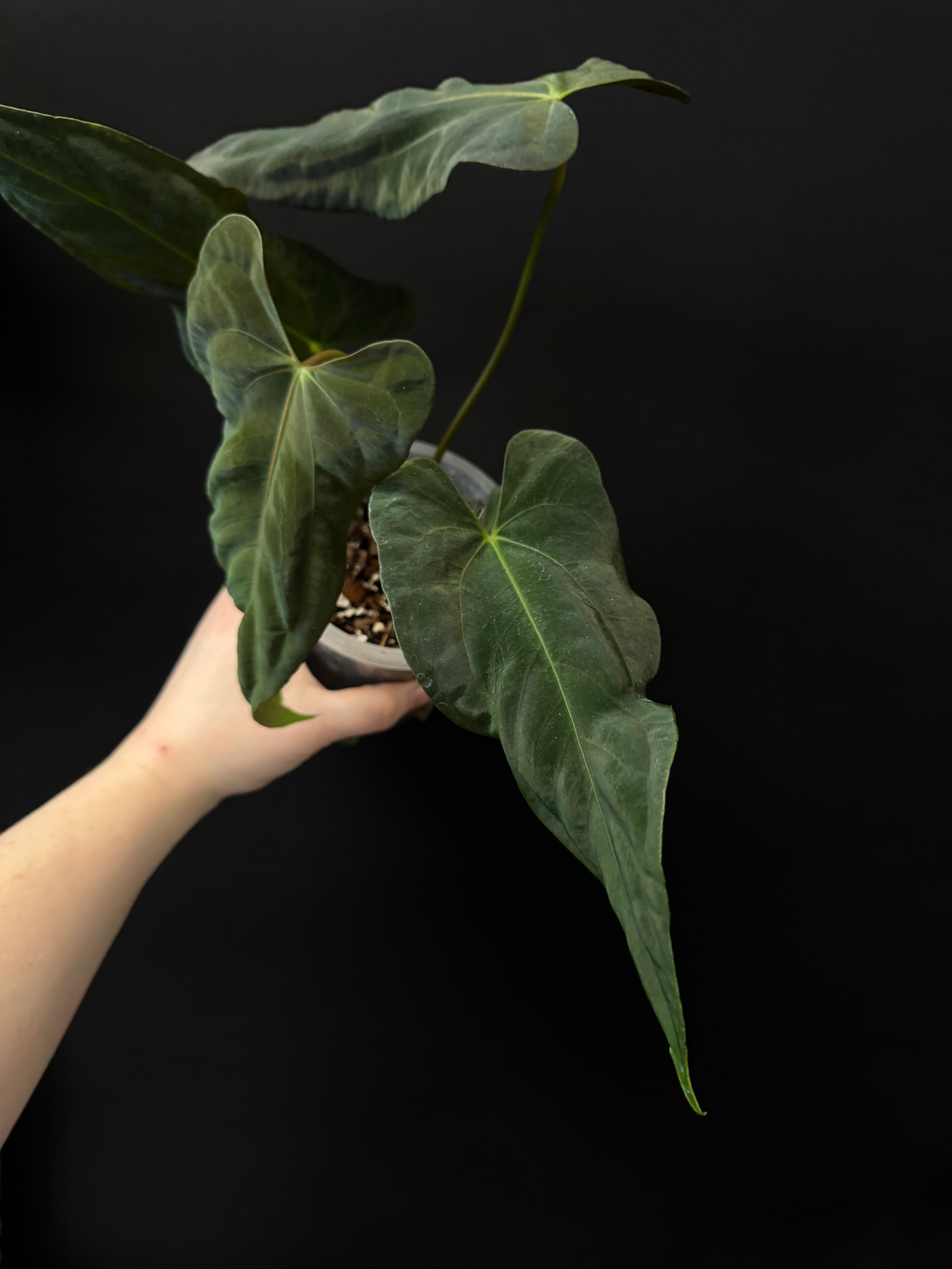 Anthurium Papillilaminum 'Marie' x FSxRL 'Grim Reaper'
