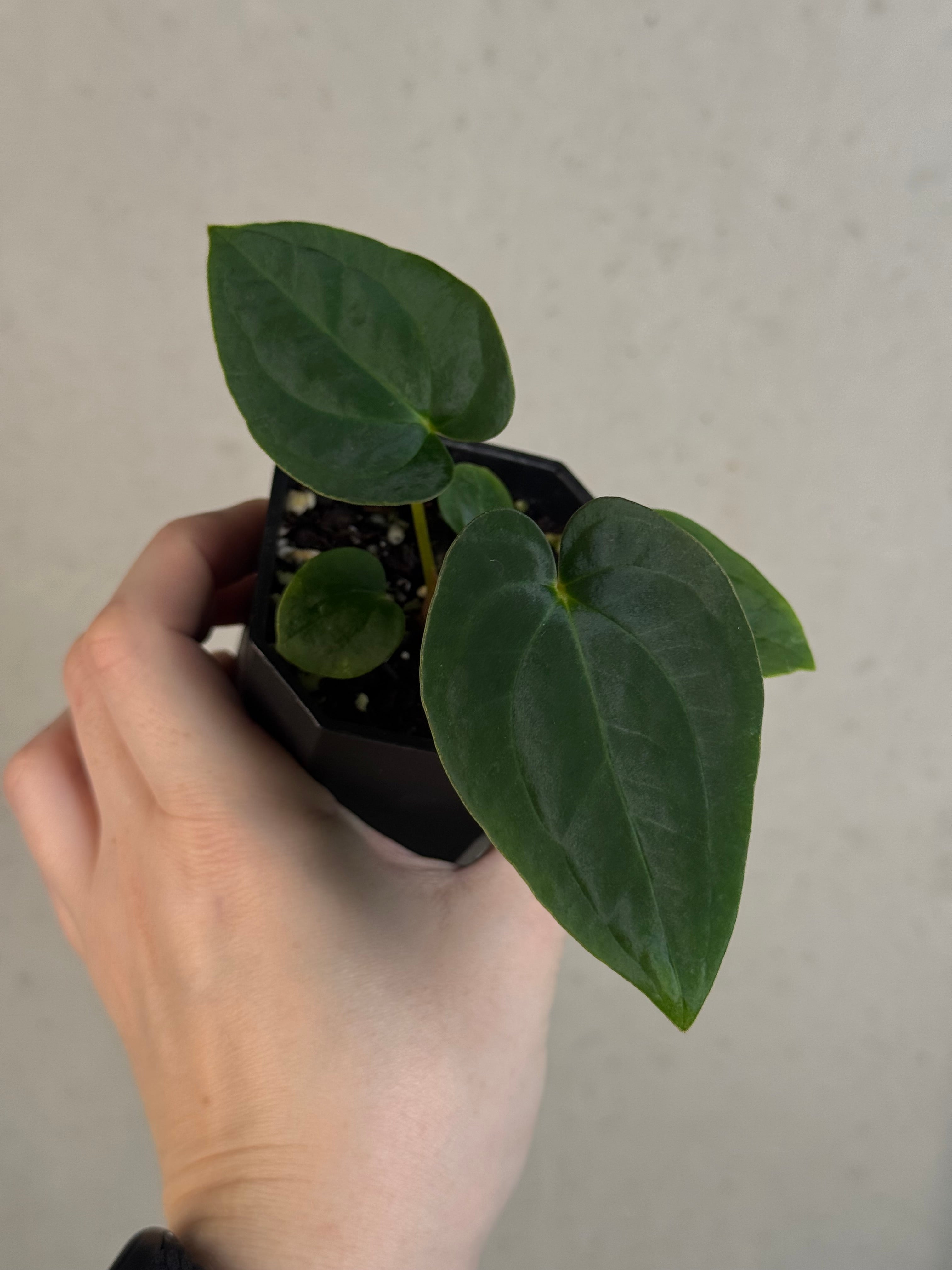 Anthurium Papillilaminum 'Guna Yala' x BVEP (‘Round’ x RA1)