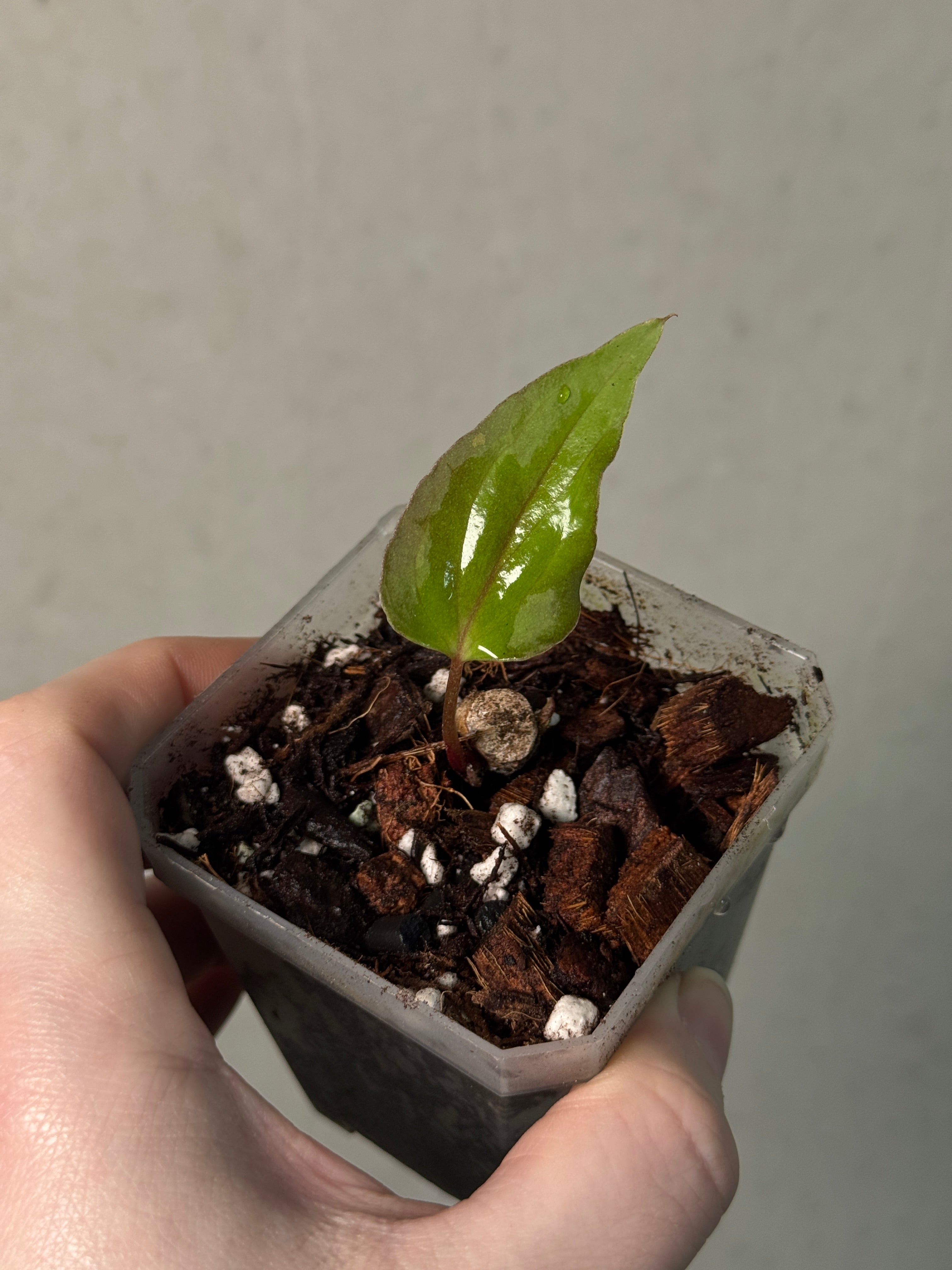 Anthurium Midnight Velvet x BVEP (Tezula) - Clone - SMUKHI