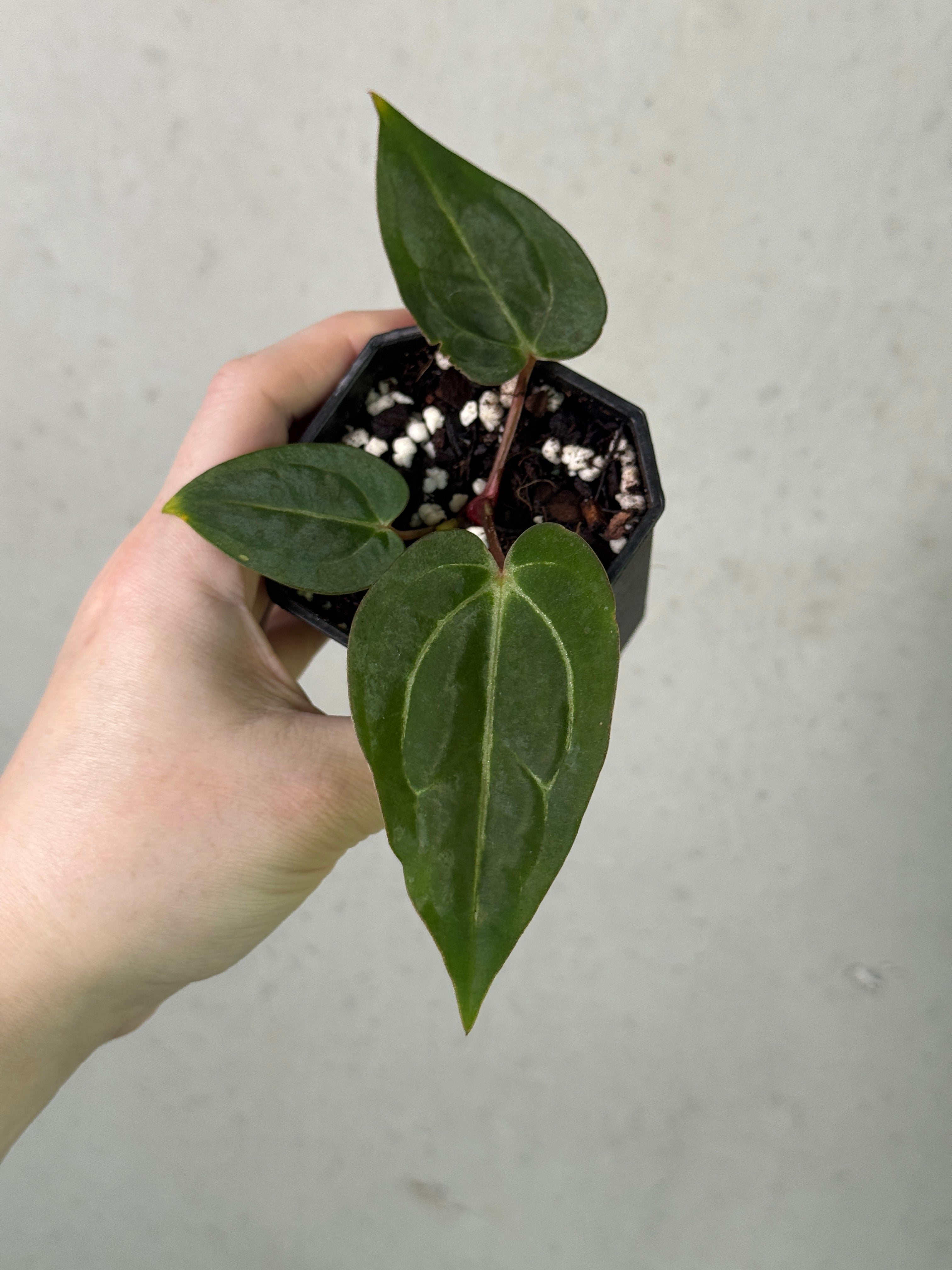 Variegated Stingray Anthurium plant with dark leaves and vibrant red accents, showcasing a unique, healthy recovery-grade specimen.