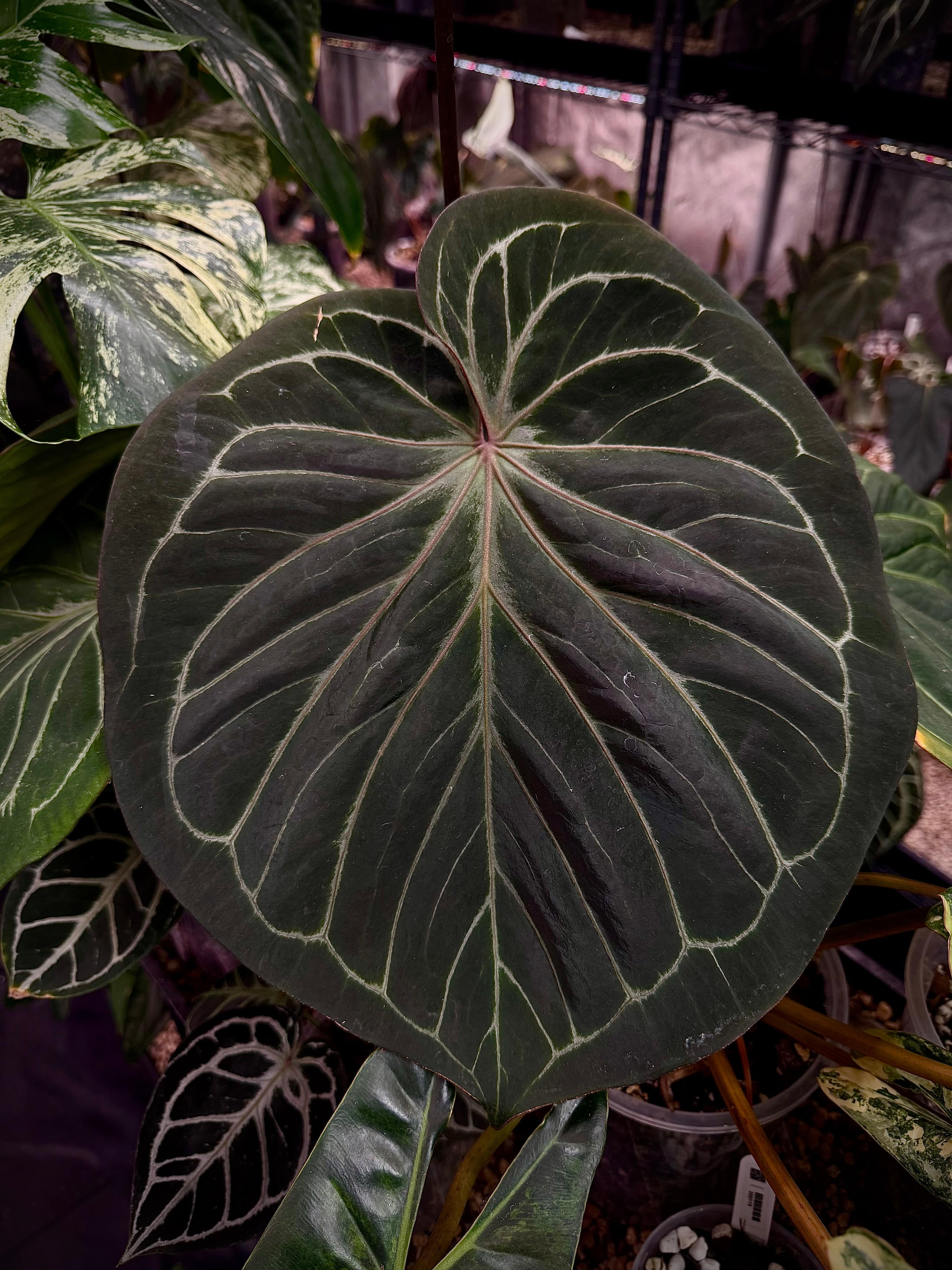 Anthurium Goliath x HU 'Ŗound' - SMUKHI