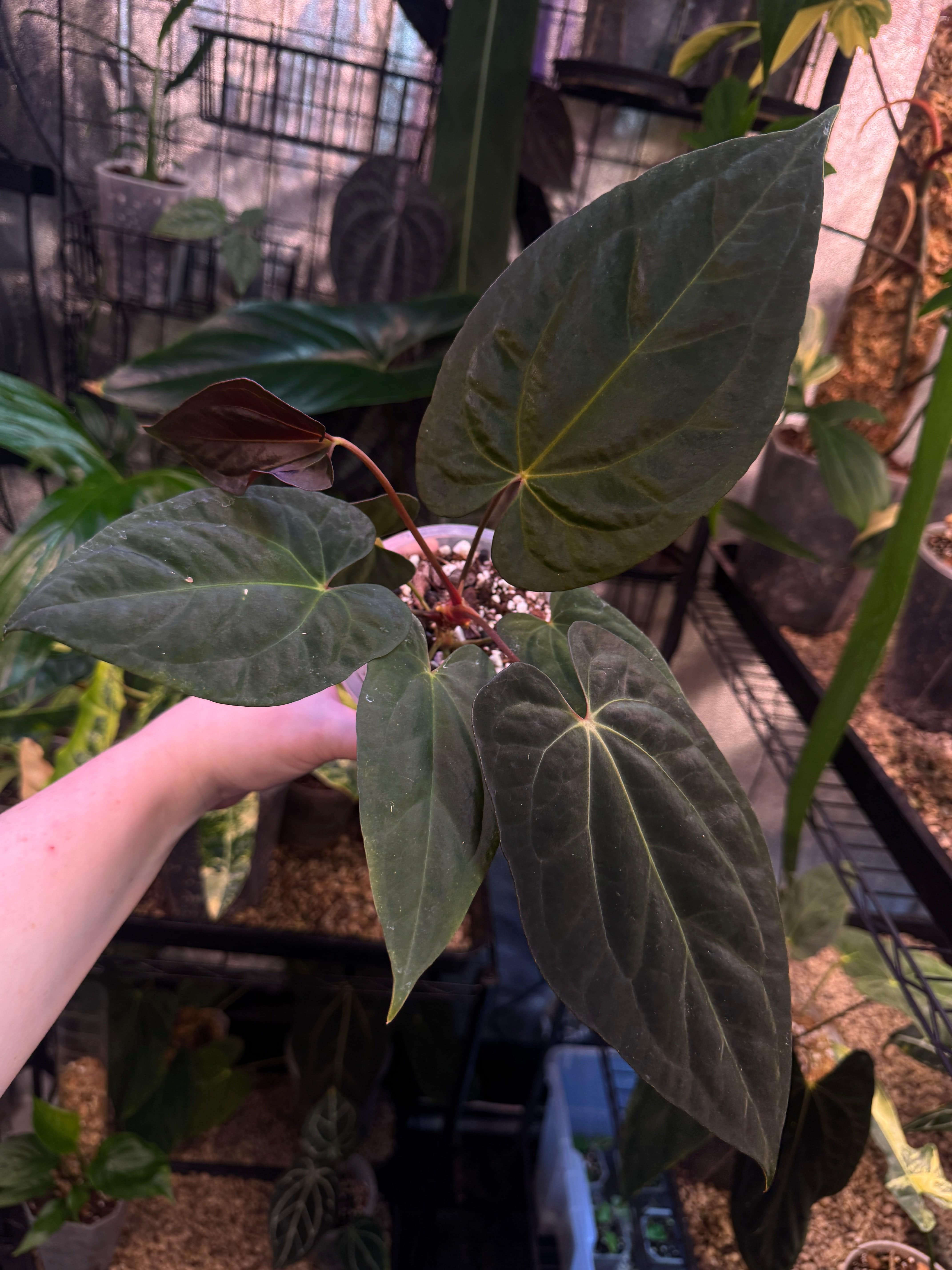 NFS: Anthurium Papillilaminum XOne - SMUKHI