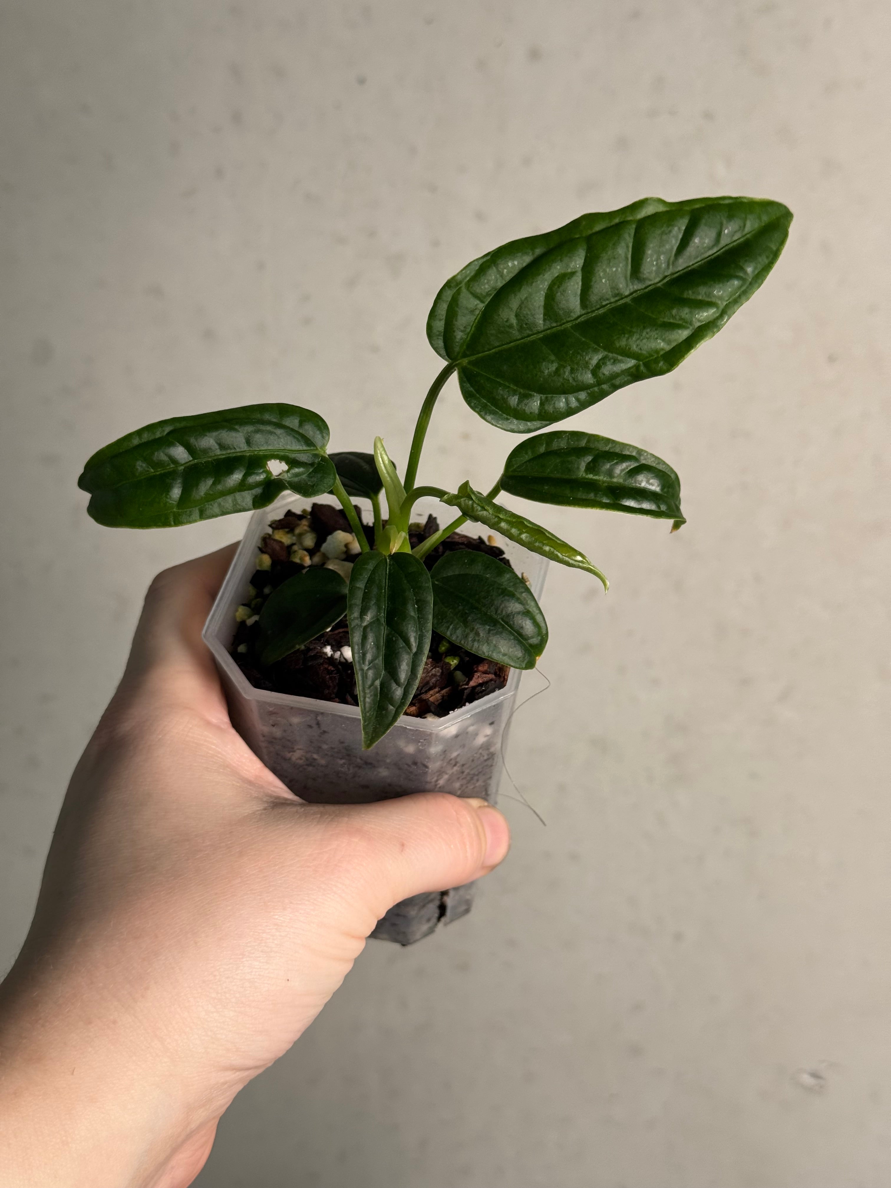 Anthurium Lappoanum S1