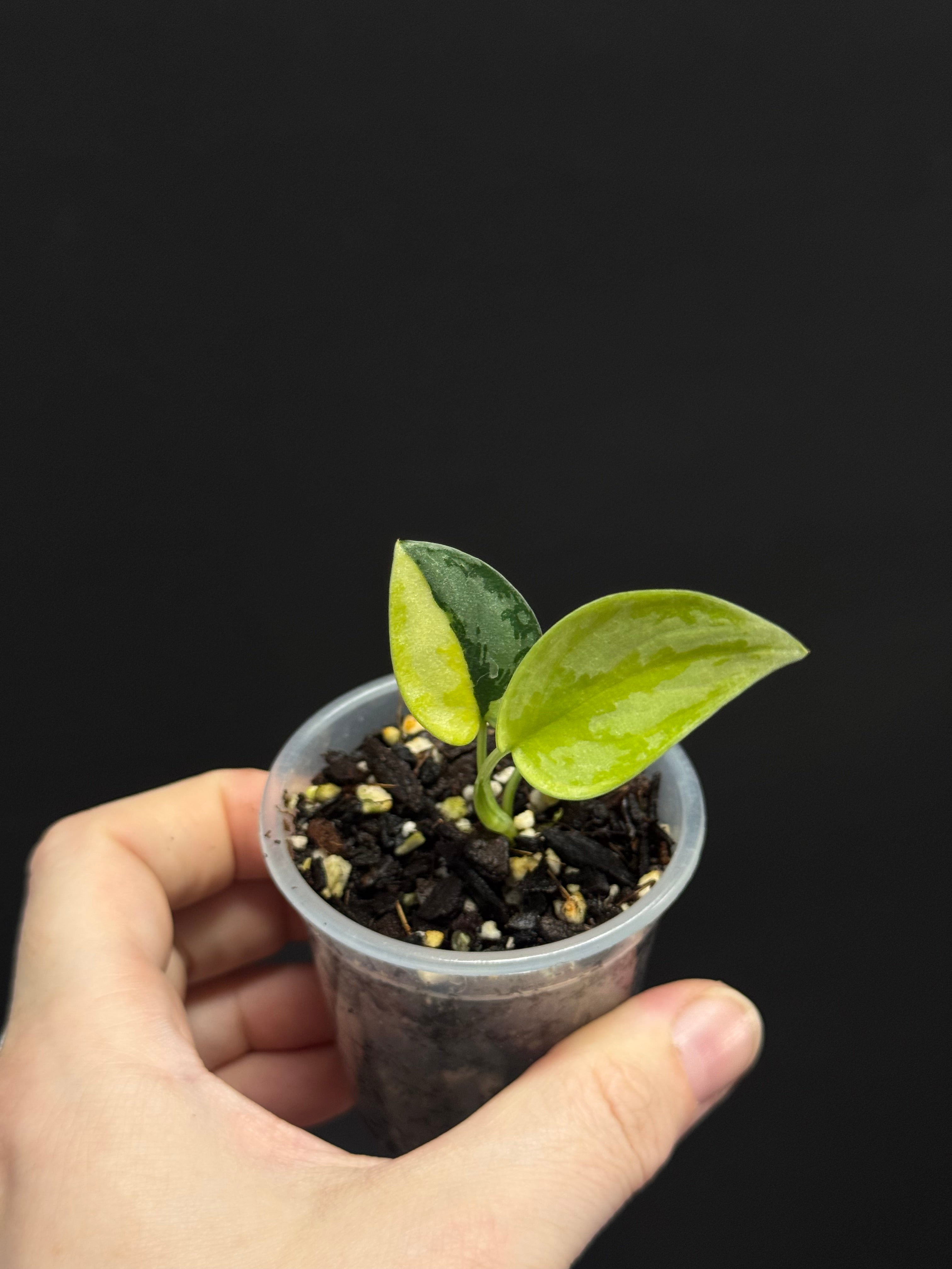 Scindapsus pictus ‘Apolaki’