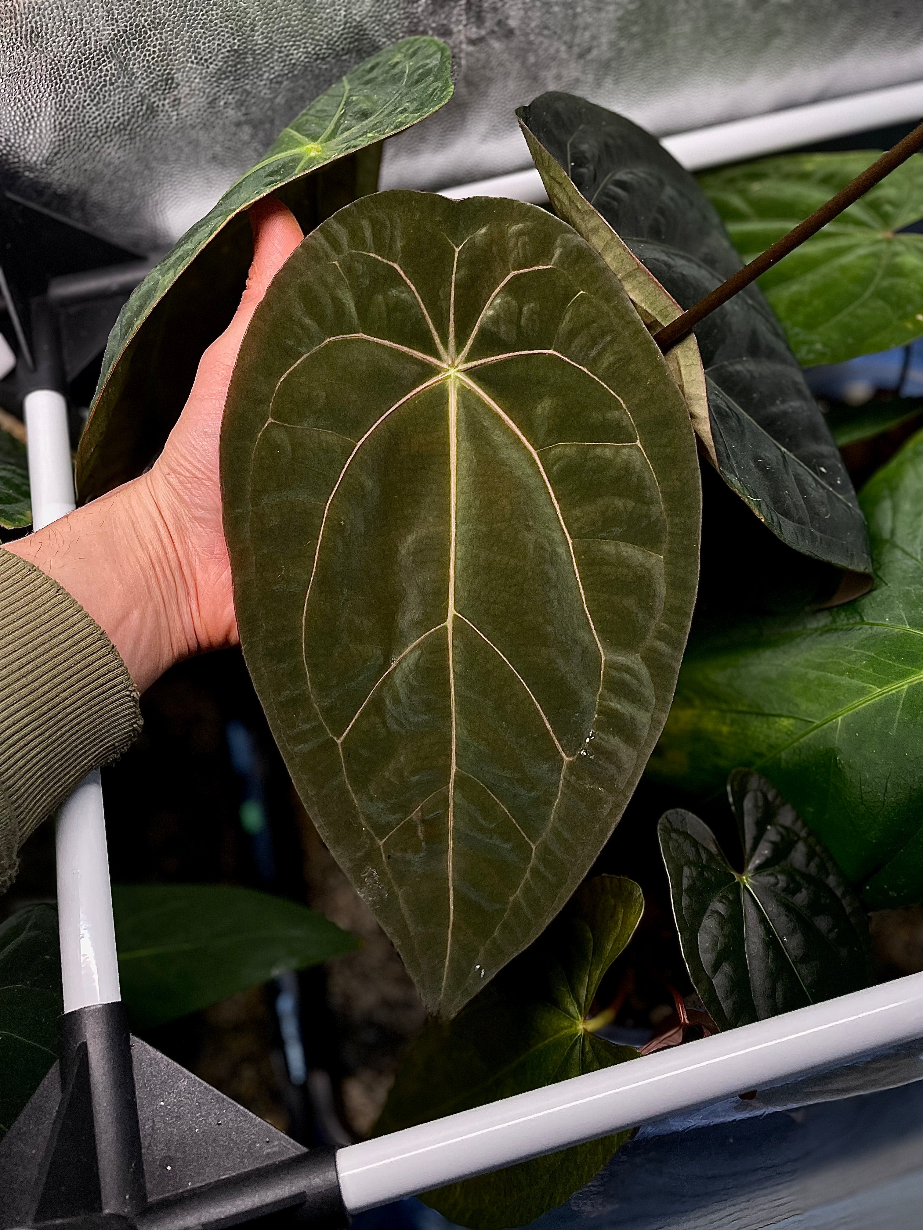 Anthurium (Blue Pap. x Forgetii) x self