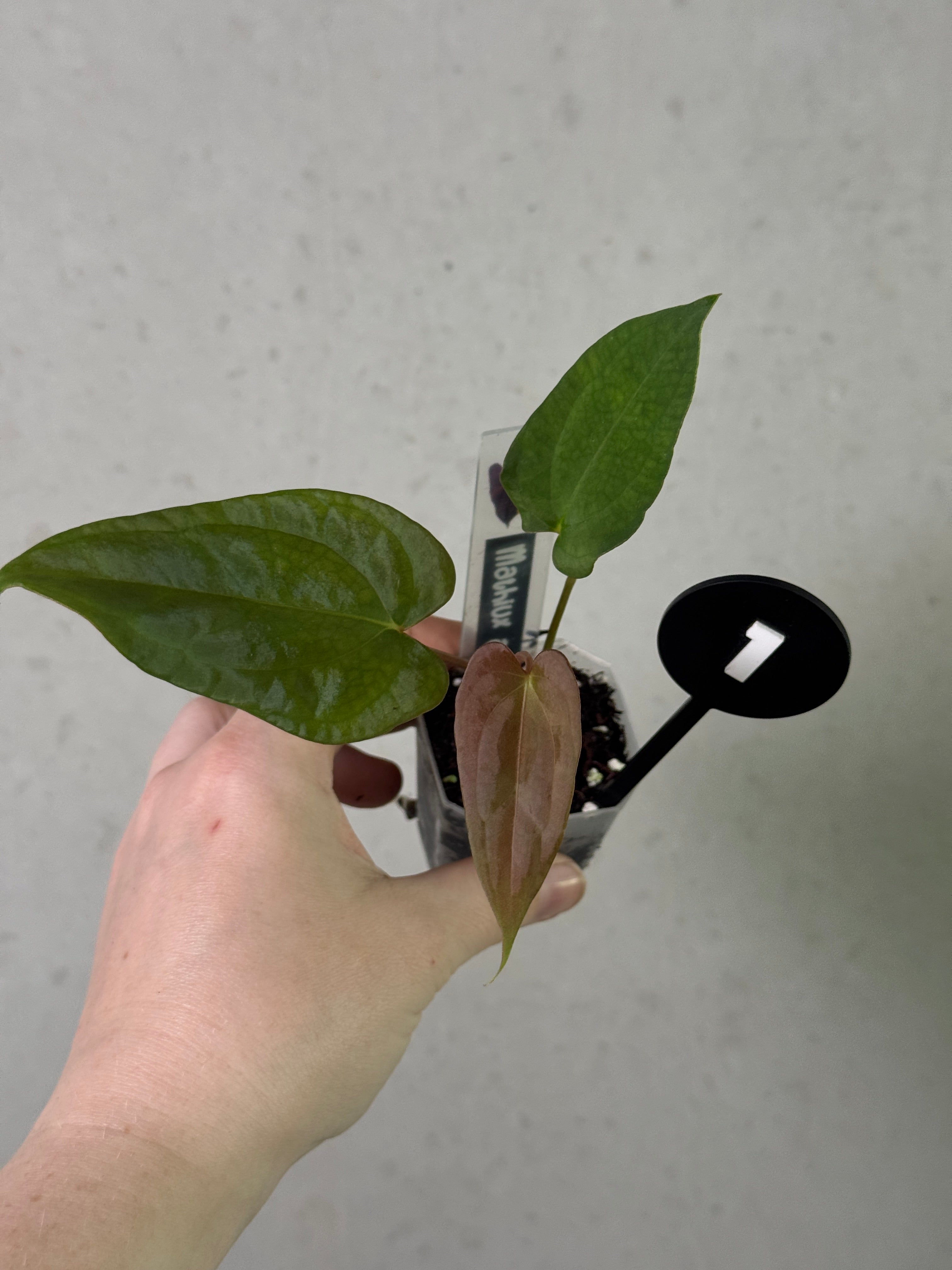 Anthurium FSxRL x RLxFS 'Rouge' plant by Mathiux Aroid showing vibrant red leaves and lush green foliage.