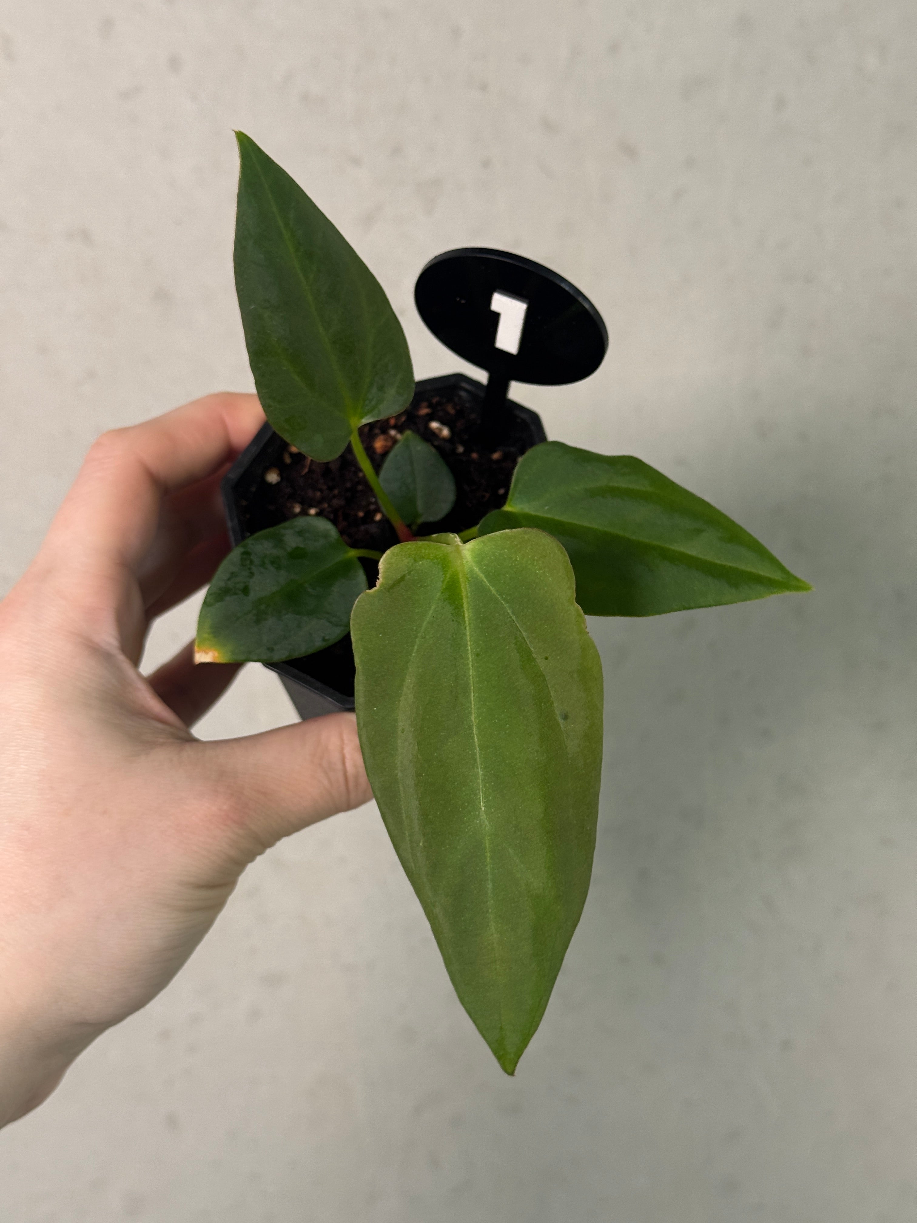 Anthurium Mr. Worldwide #2 x BVEP (‘Round’ x ‘Felix’)