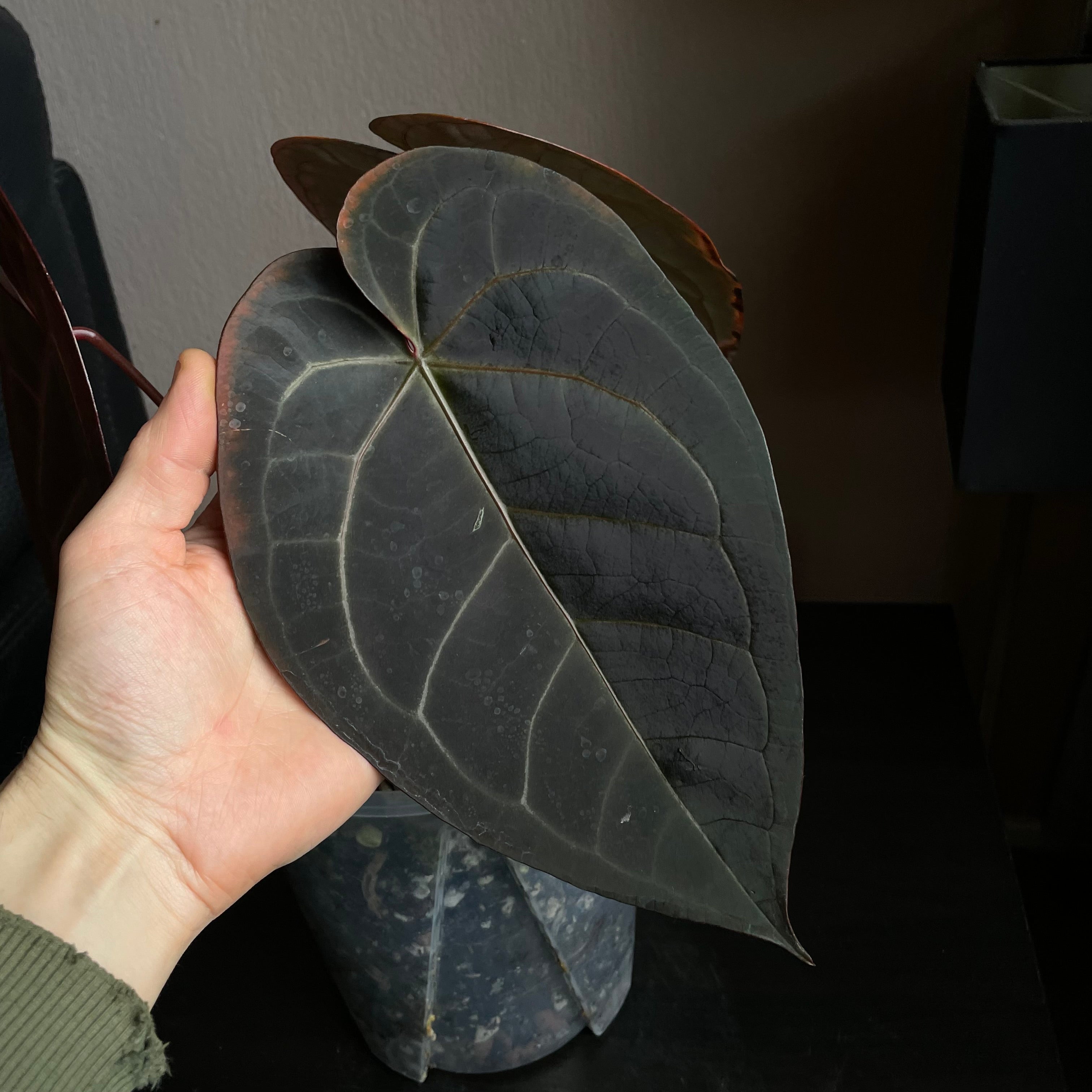 Anthurium - Various plants