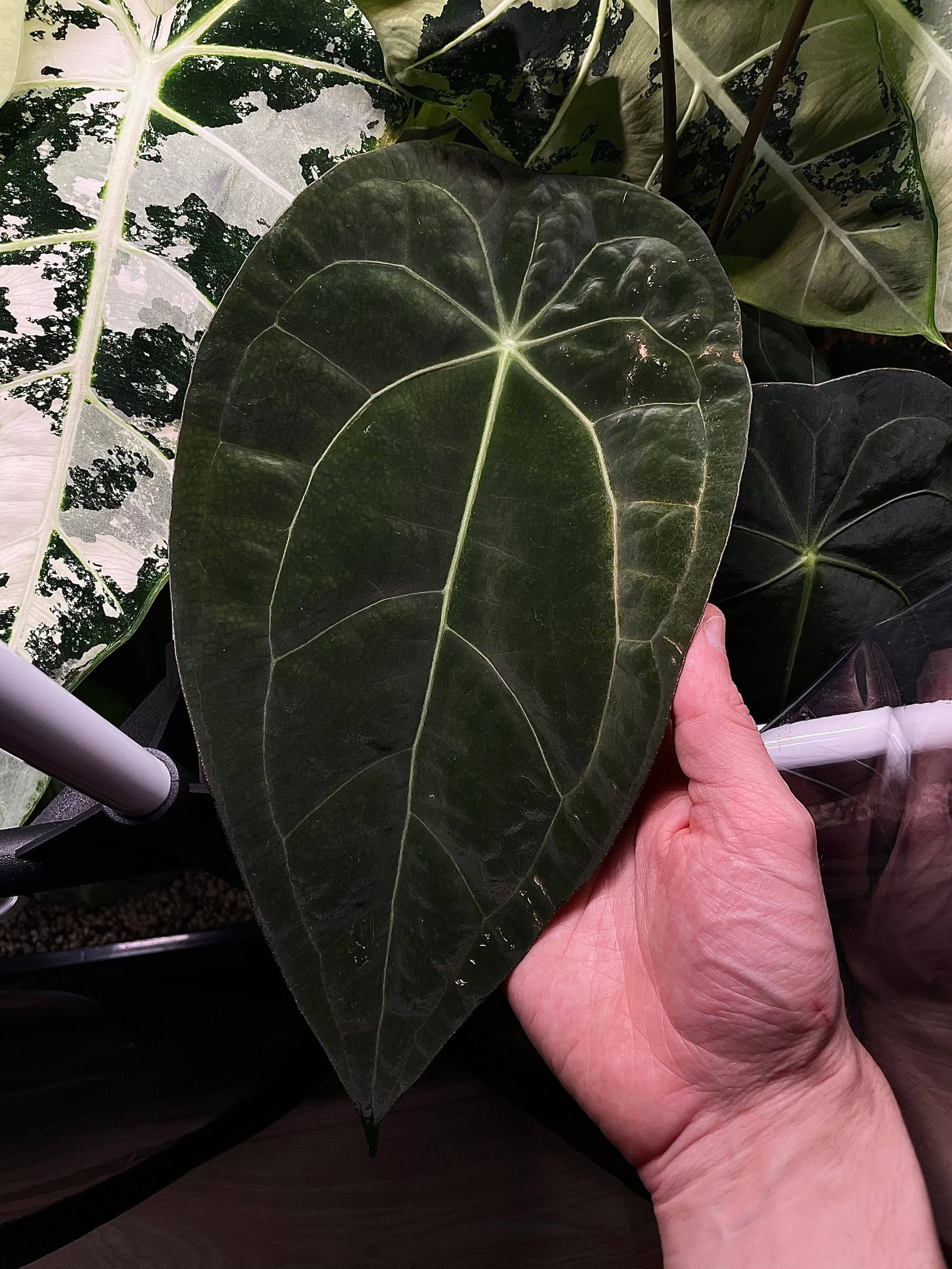 Anthurium (Blue Papillilaminum x Forgetii) x (Papillilaminum XOne x XOne) - SMUKHI