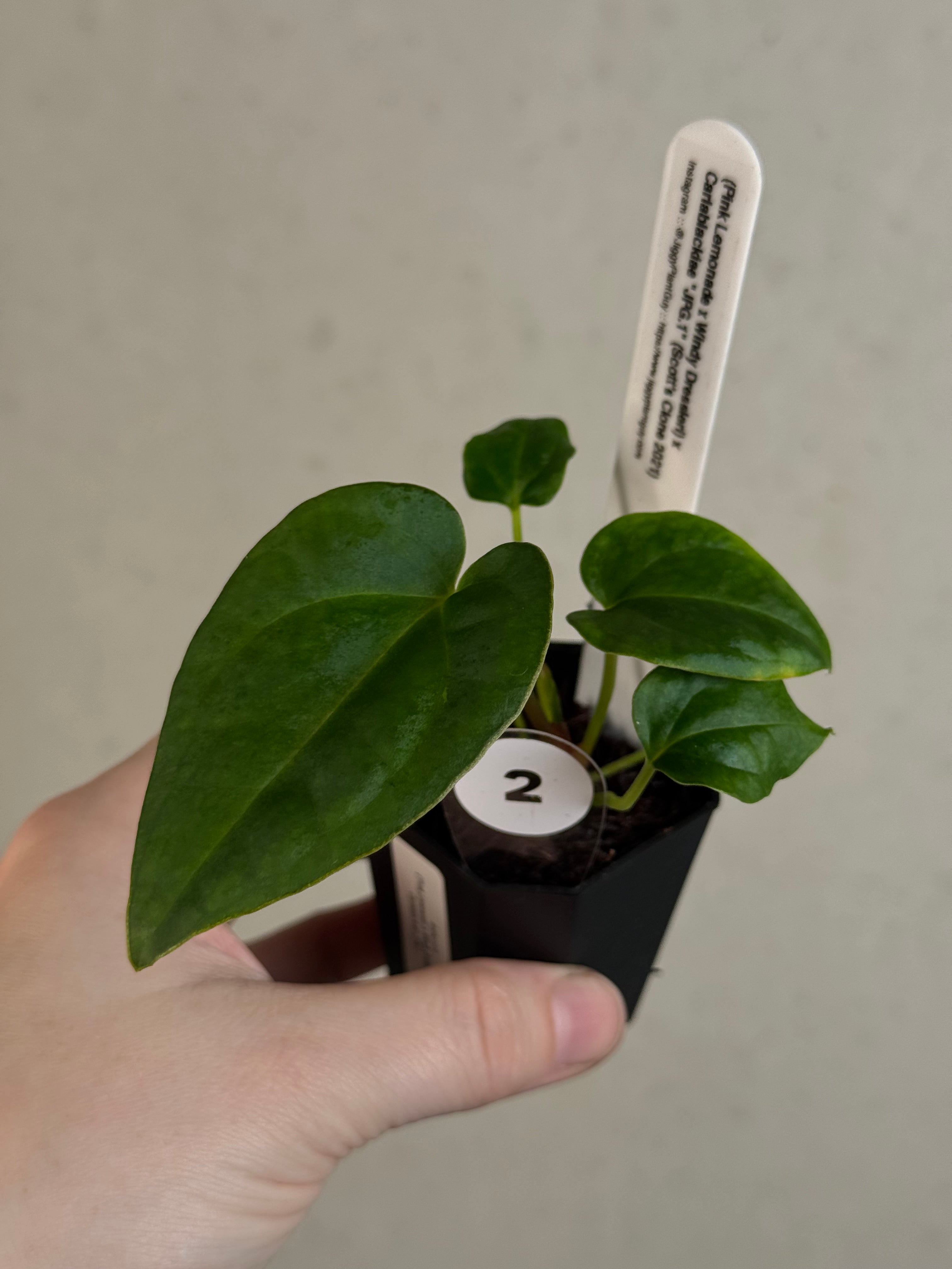 Anthurium (‘Pink Lemonade’ x Windy Dressleri) x Carlablackiae JPG.1