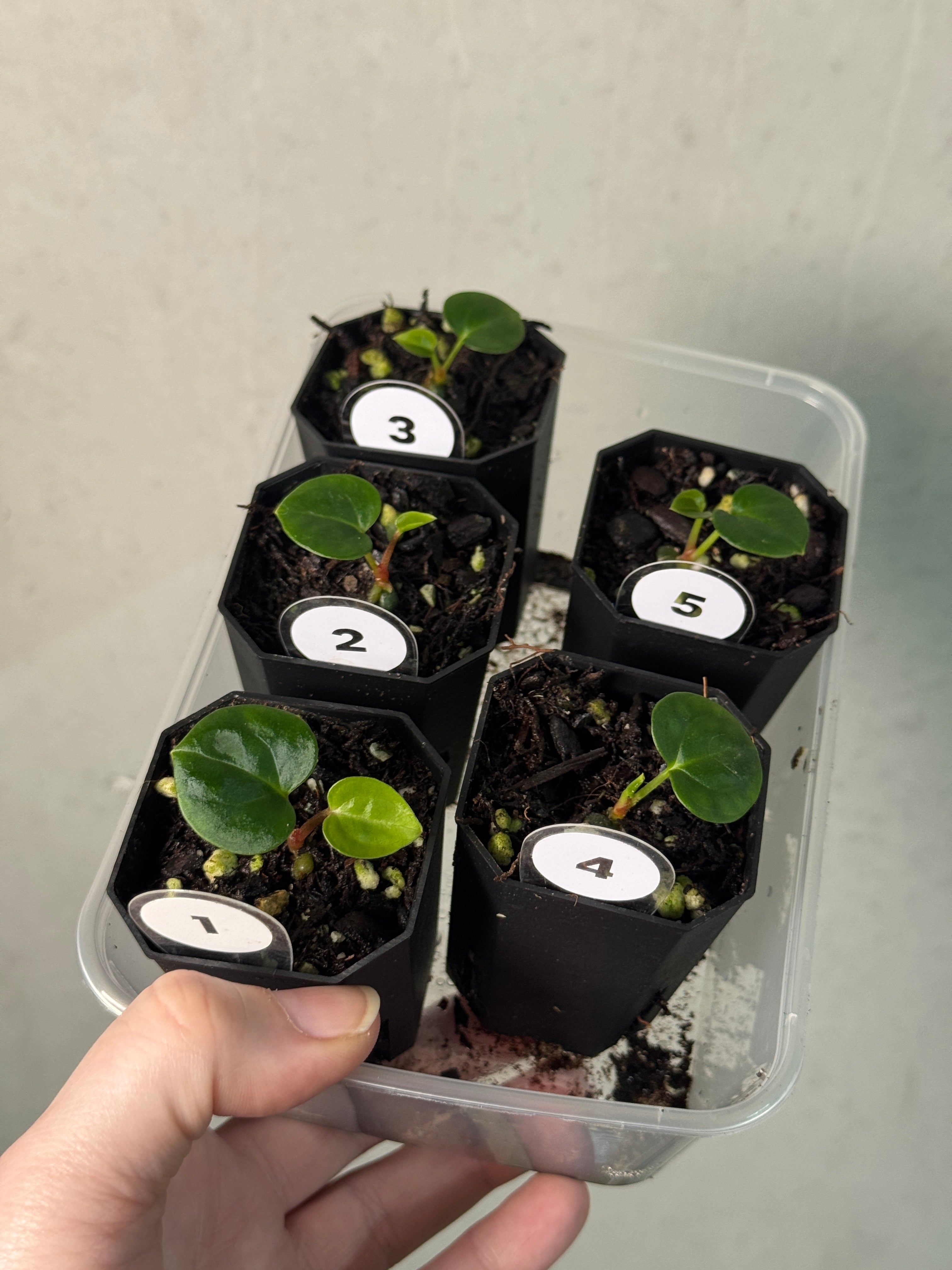 Anthurium Carlablackiae (RA5 x RA10) x ((Dressleri RG x Carlablackiae ‘Amanda’) x BVEP) - SMUKHI