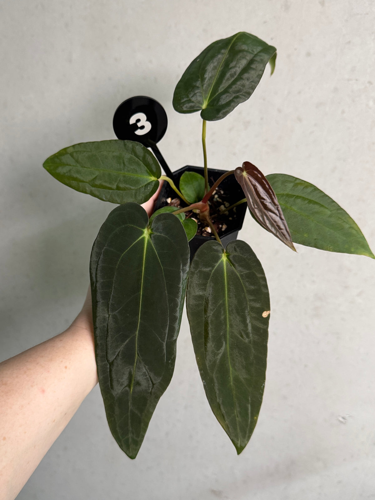 Anthurium papillilaminum Ree Gardens x BVEP plant by SMUKHI with glossy green leaves and distinctive leaf texture.