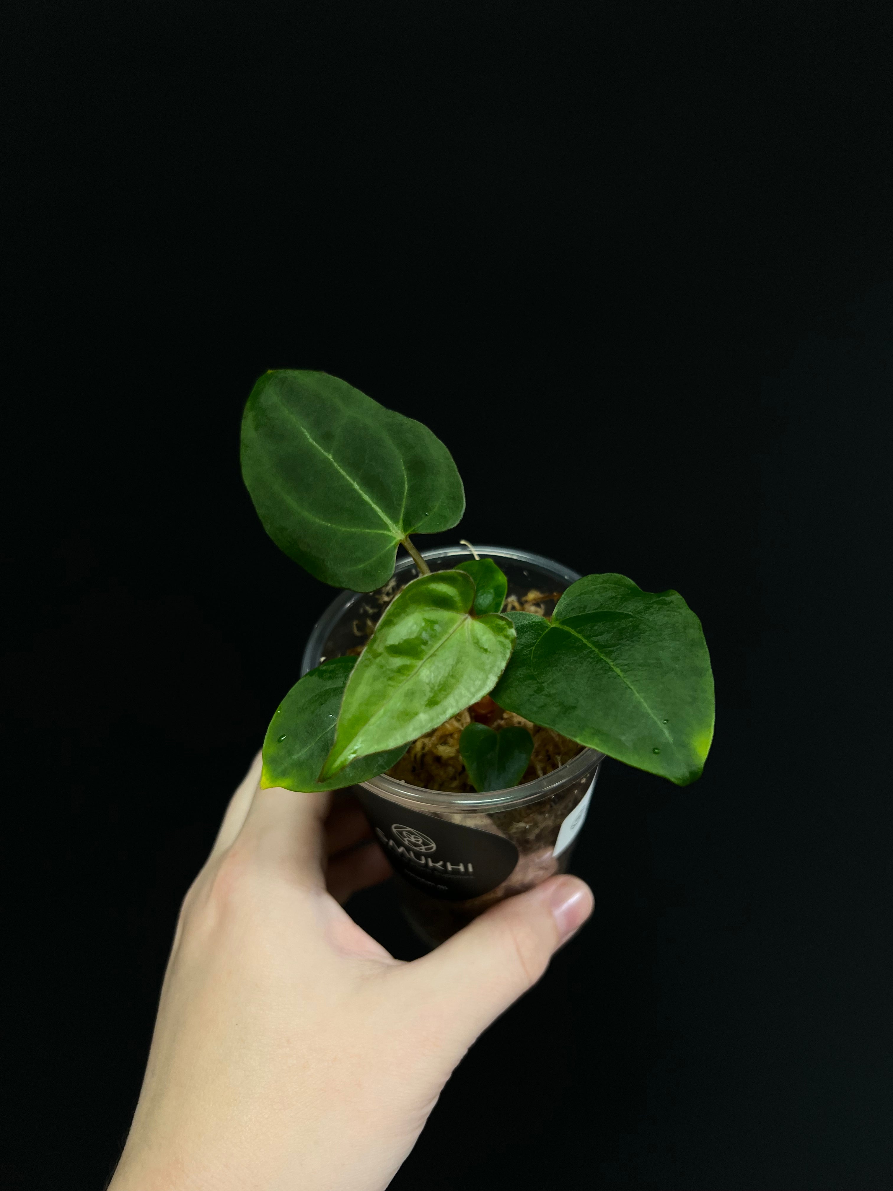 Anthurium Blue Papillilaminum