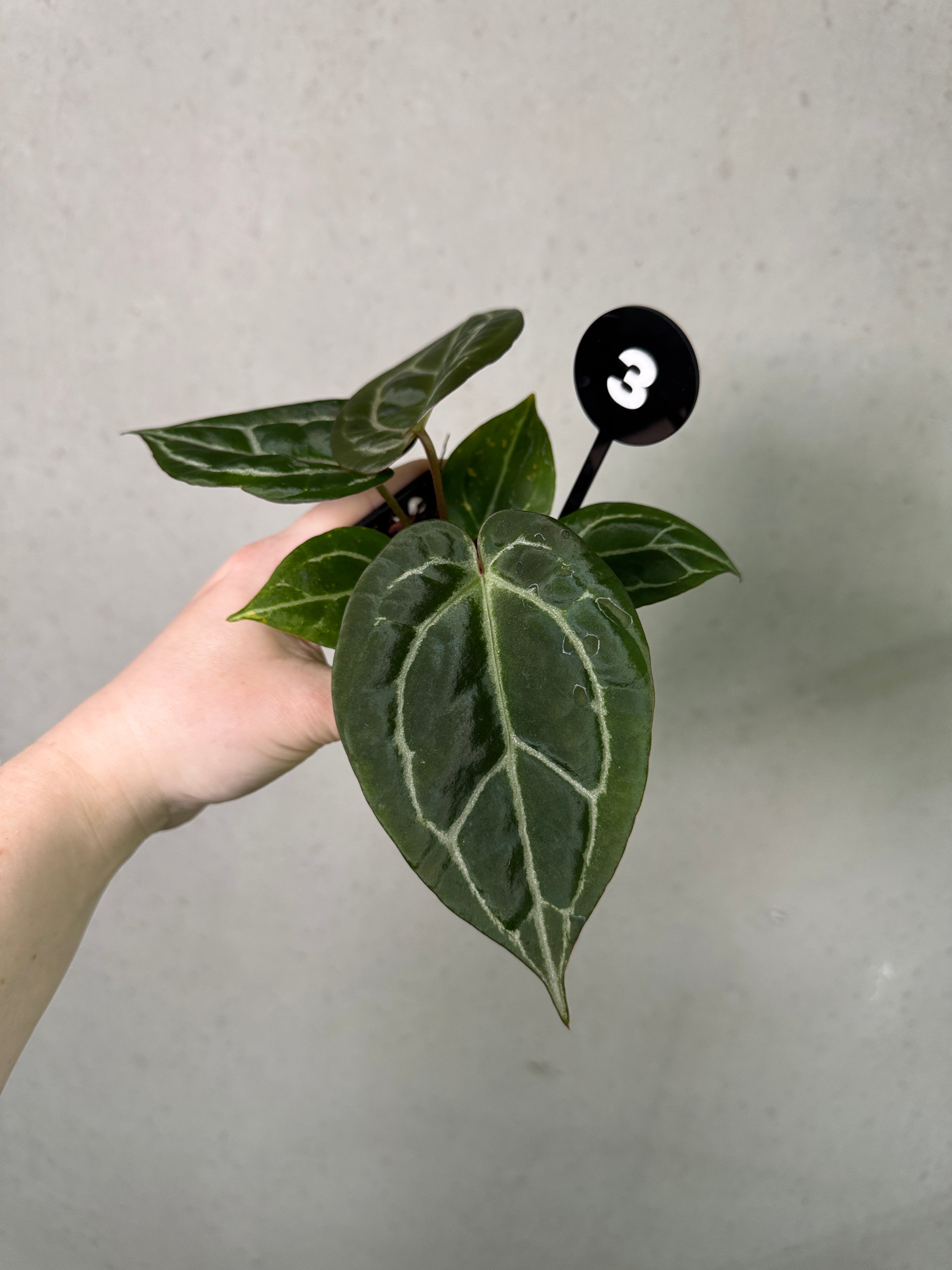 Anthurium Tim Anderson 'Stripey' plant by Granthuriums with vibrant striped green and white leaves, potted and healthy.