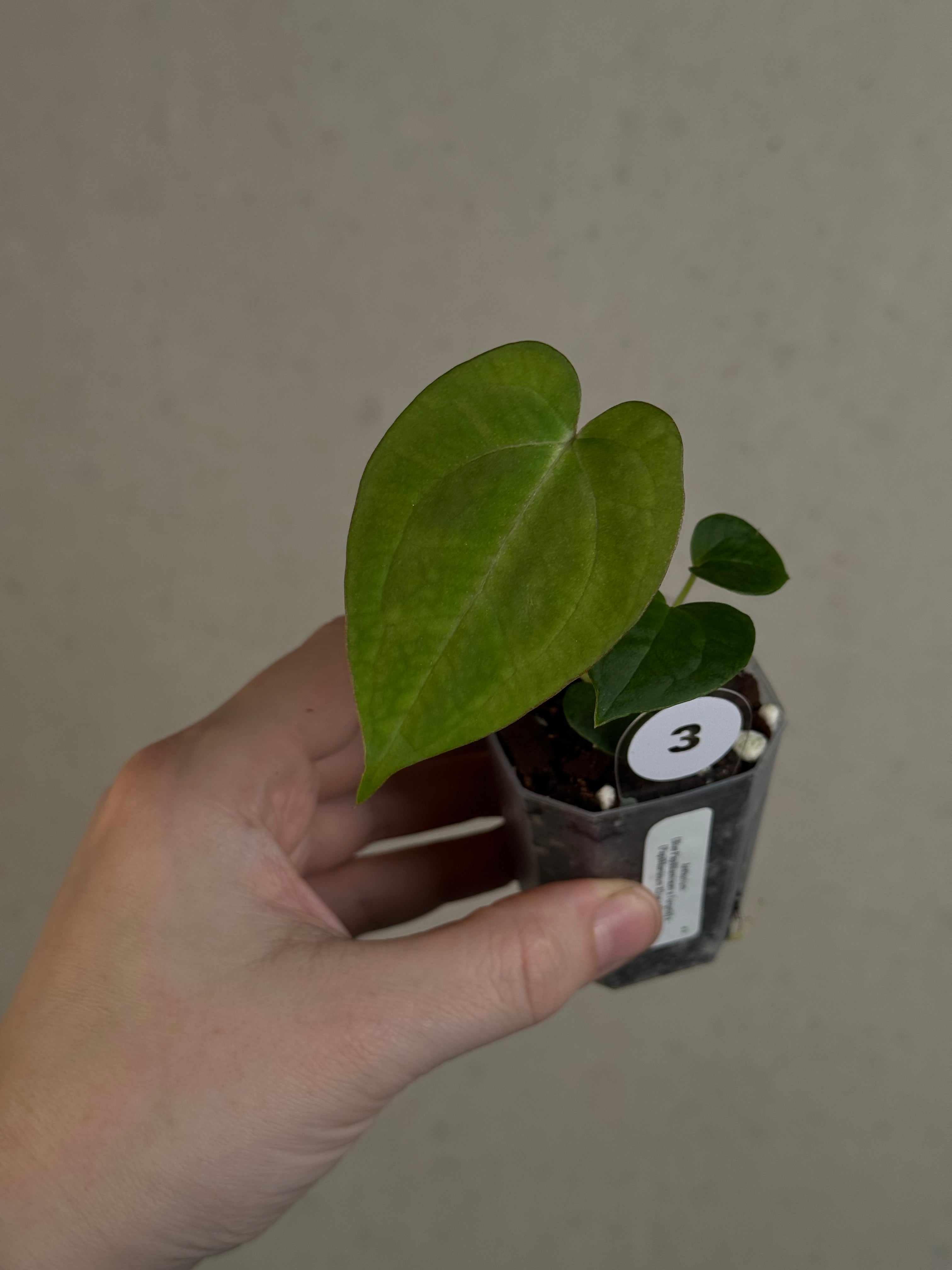Anthurium (Blue Papillilaminum x Forgetii) x (Papillilaminum XOne x XOne)