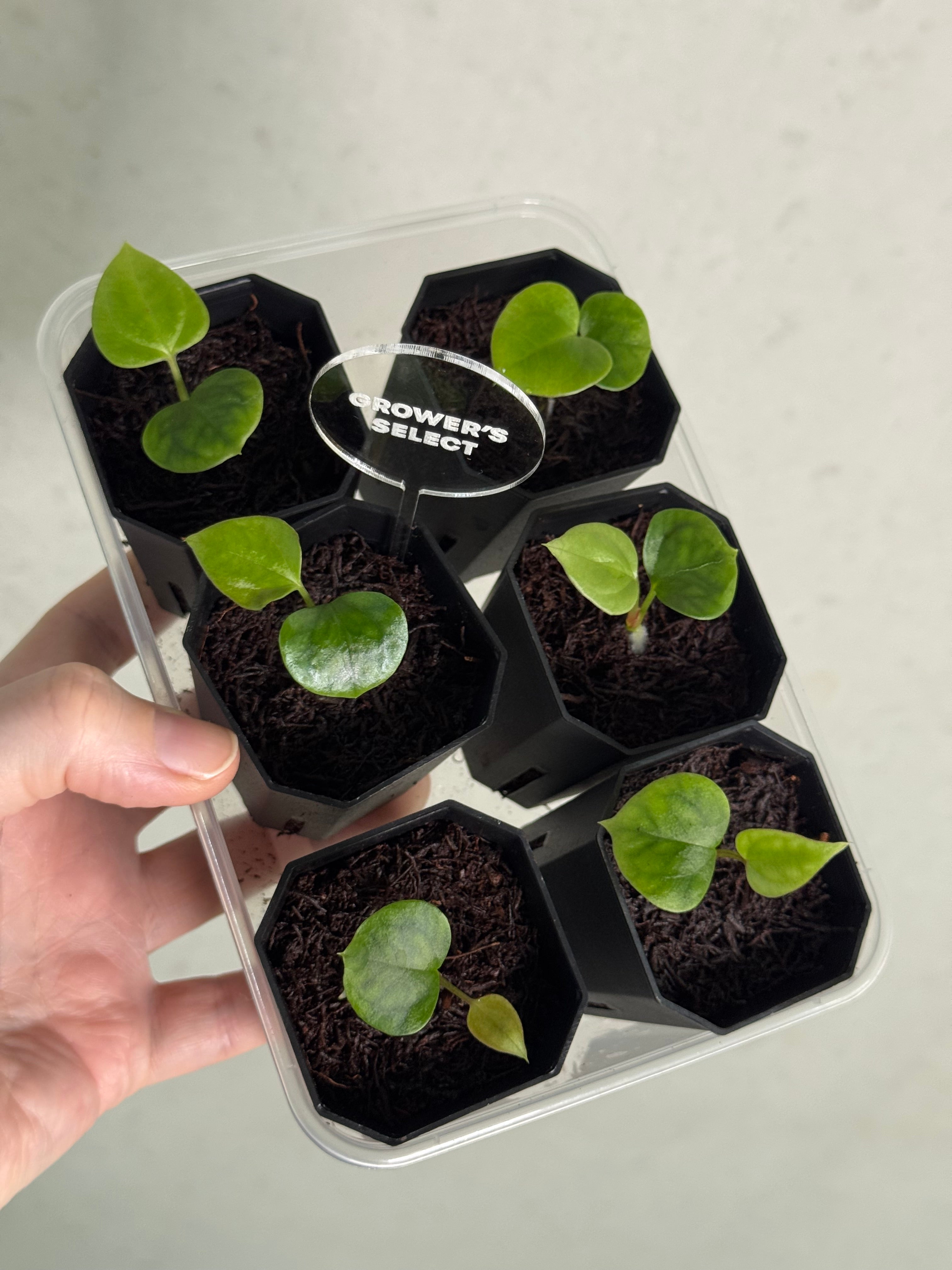 Anthurium (Dark Phoenix x Goliath) x (sp. Napo x Luxurians) - SMUKHI