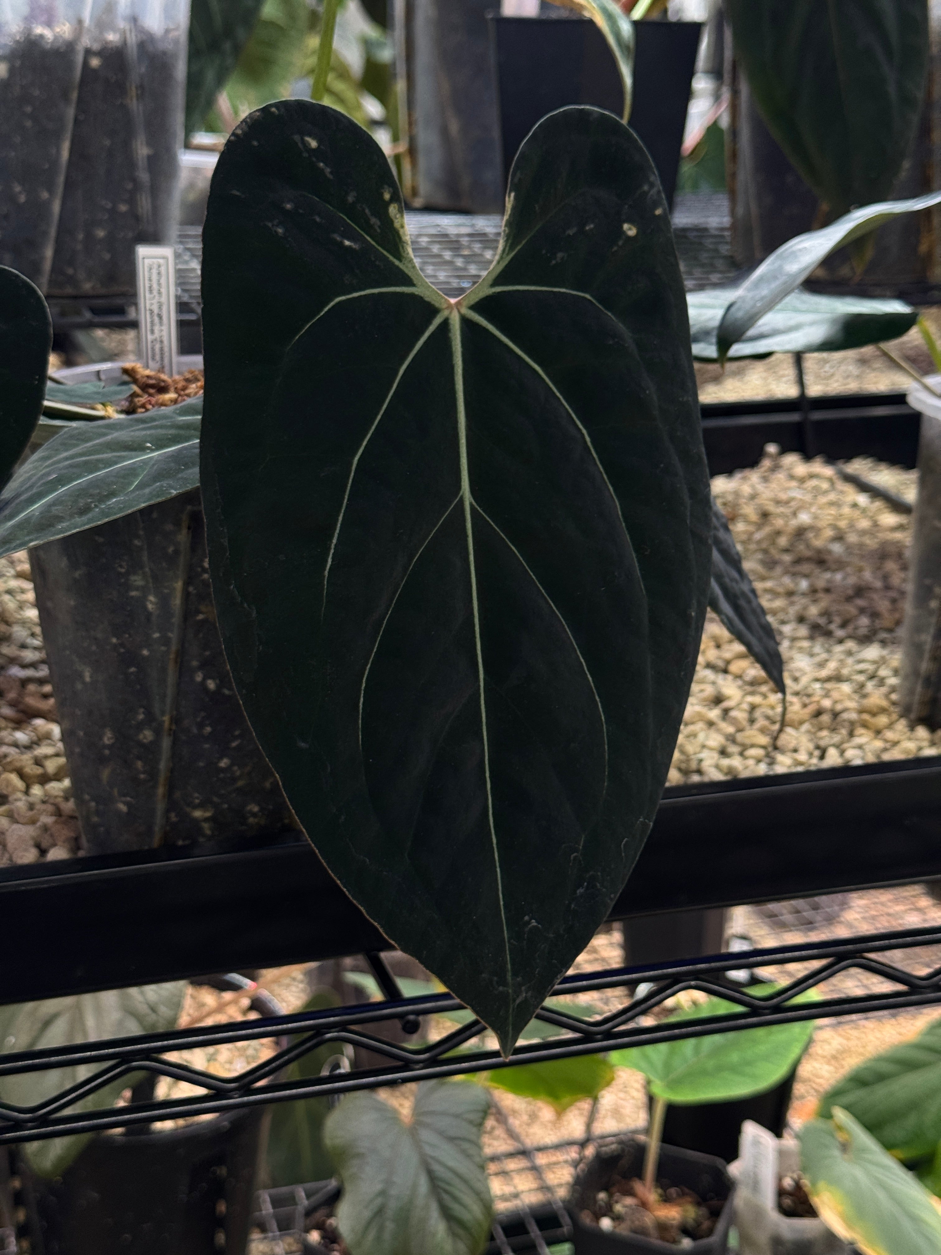 Anthurium clone plant with dark green and black leaves, featuring vibrant red spathe and spadix, from Crystallinaminum.