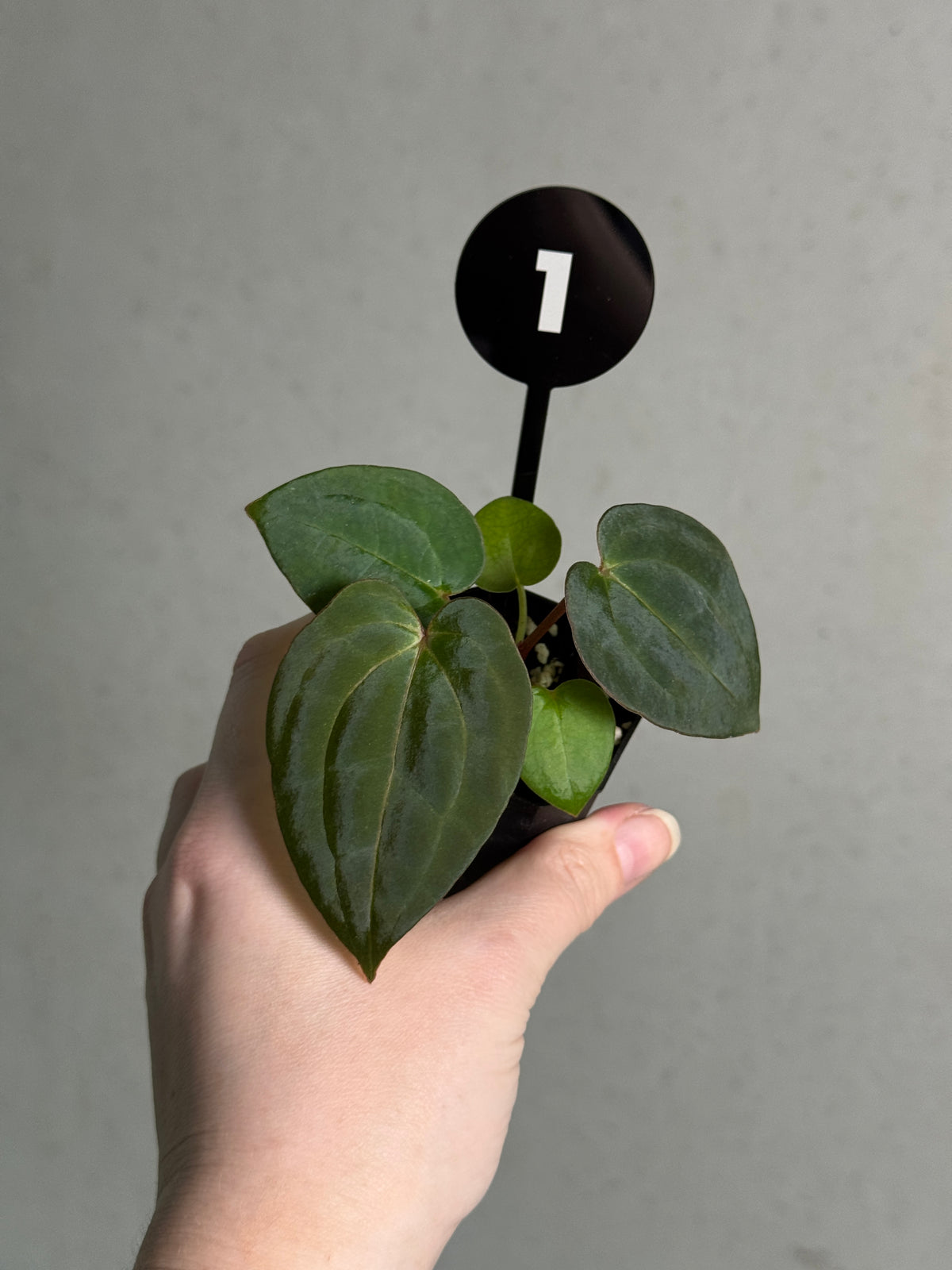 Anthurium Michelle x Red Vein Dark Phoenix plant with vibrant red-veined dark foliage, potted for indoor decoration.