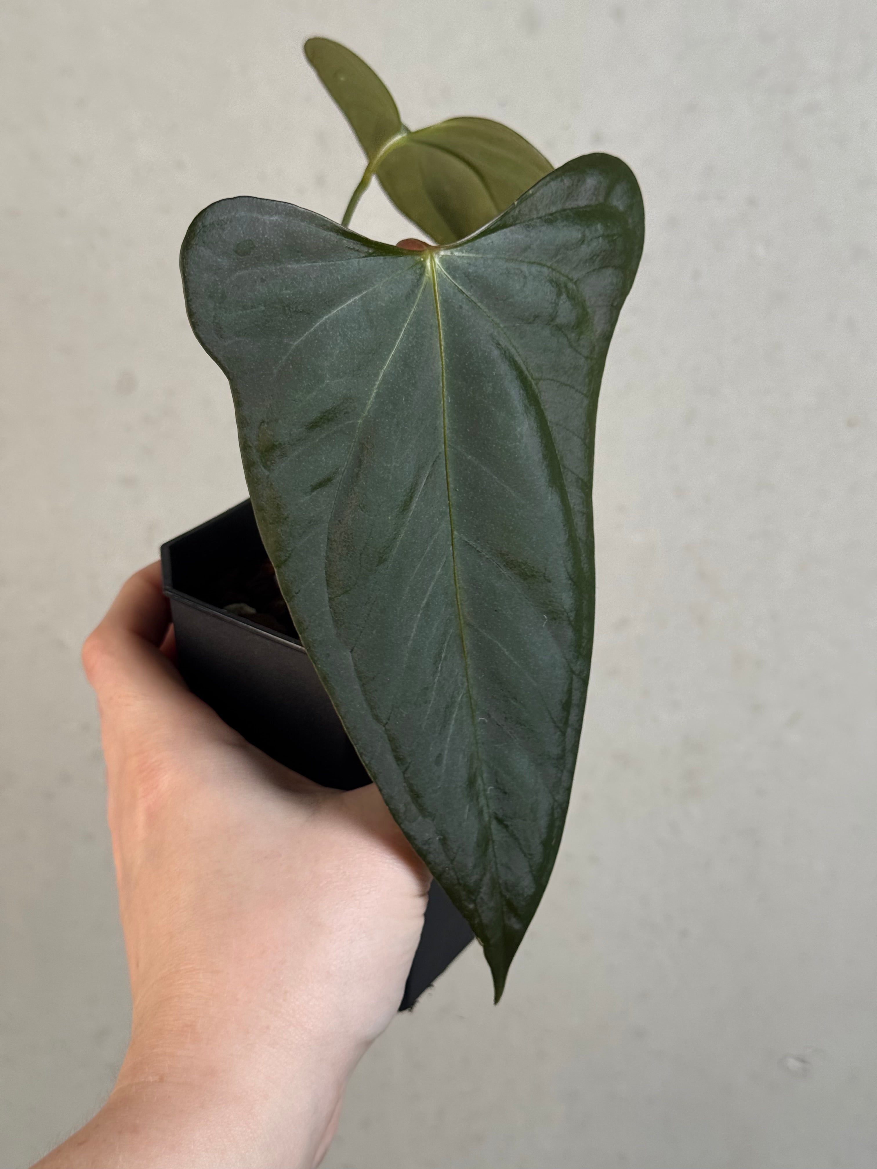 Anthurium Indo Portillae - Clone