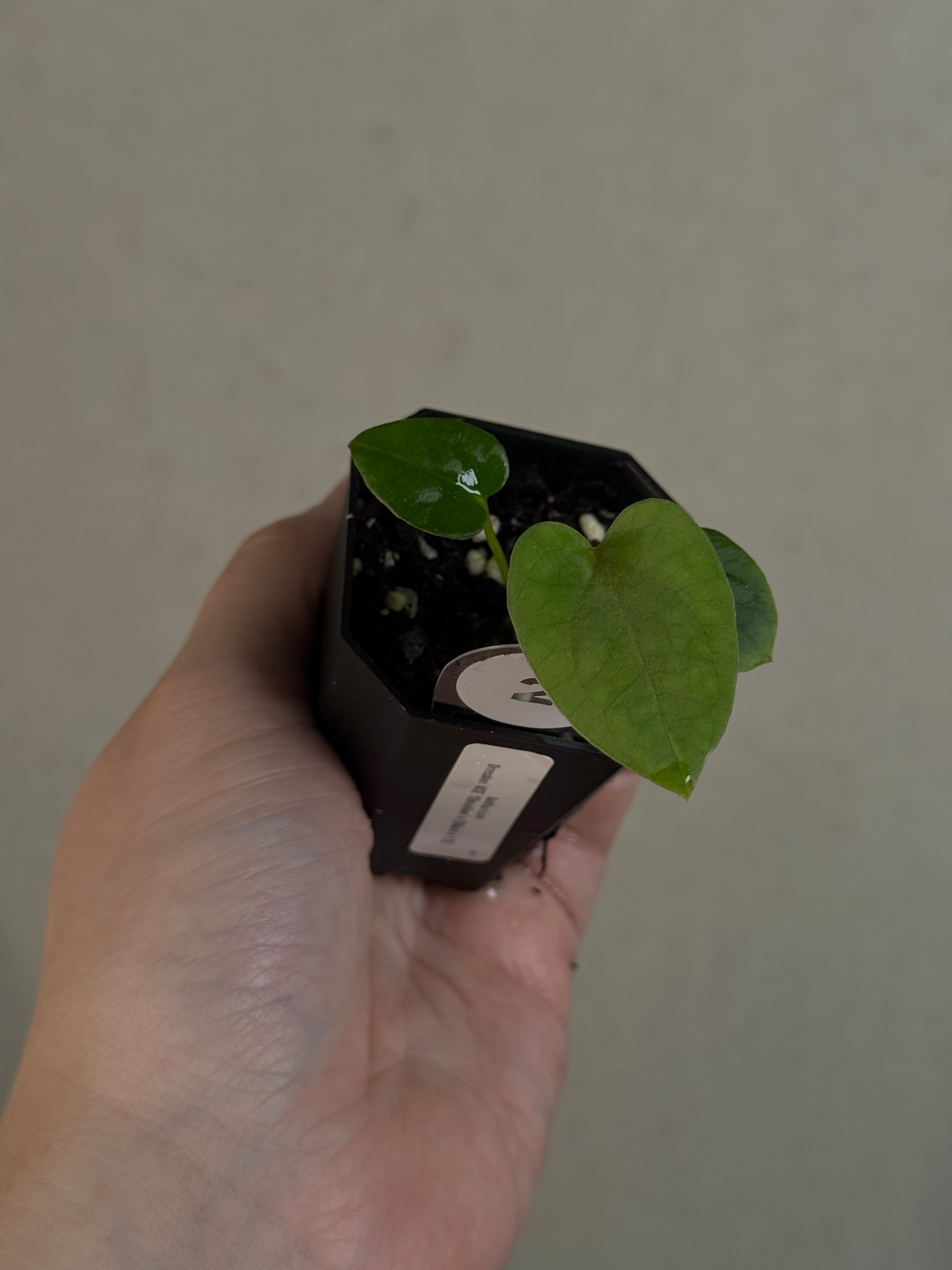 Anthurium Dressleri NSE 'Obsidian' x (Black x F2)