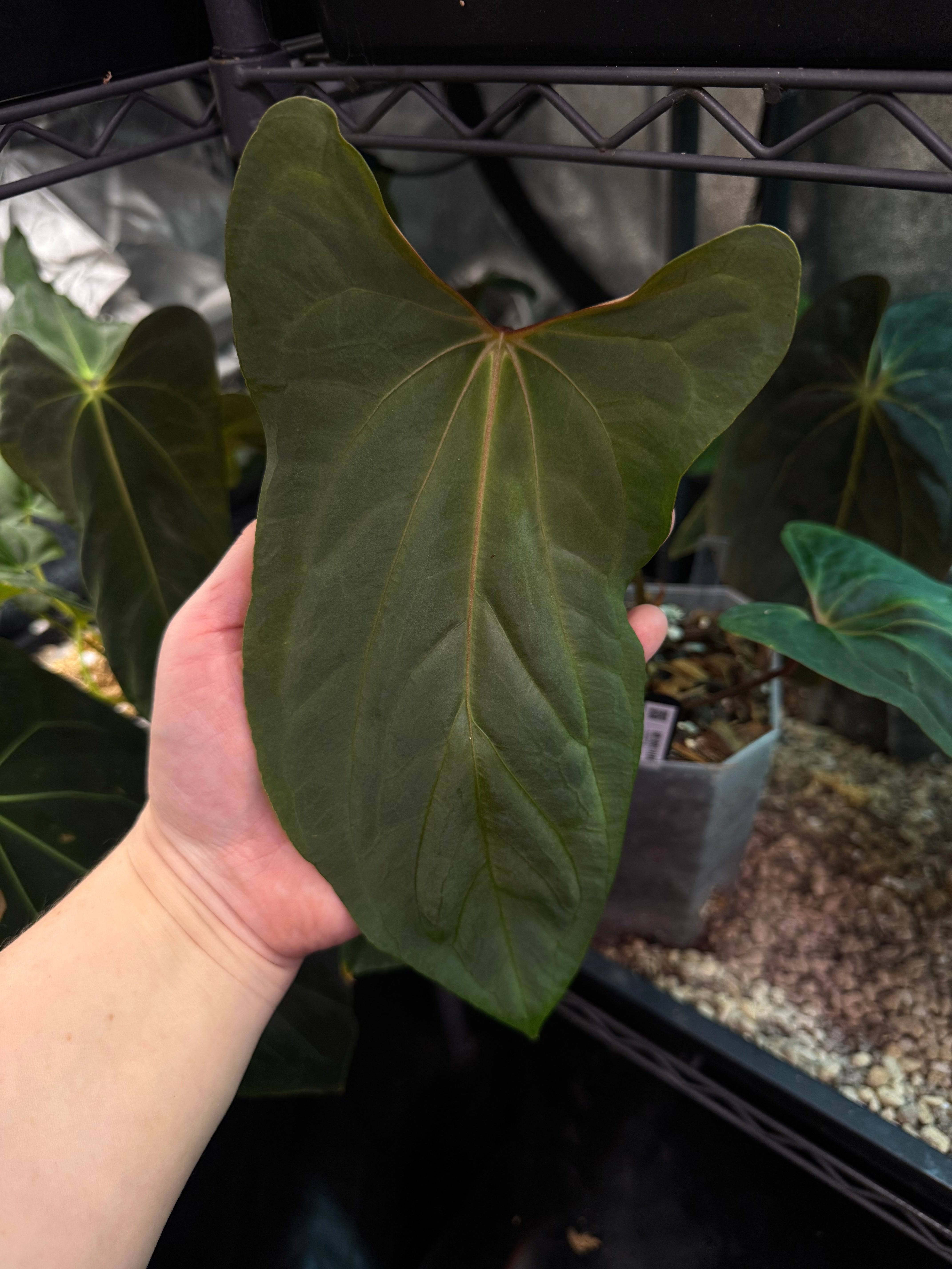 NFS: Anthurium (Fort Sherman x Ralph Lynam) x self - SMUKHI