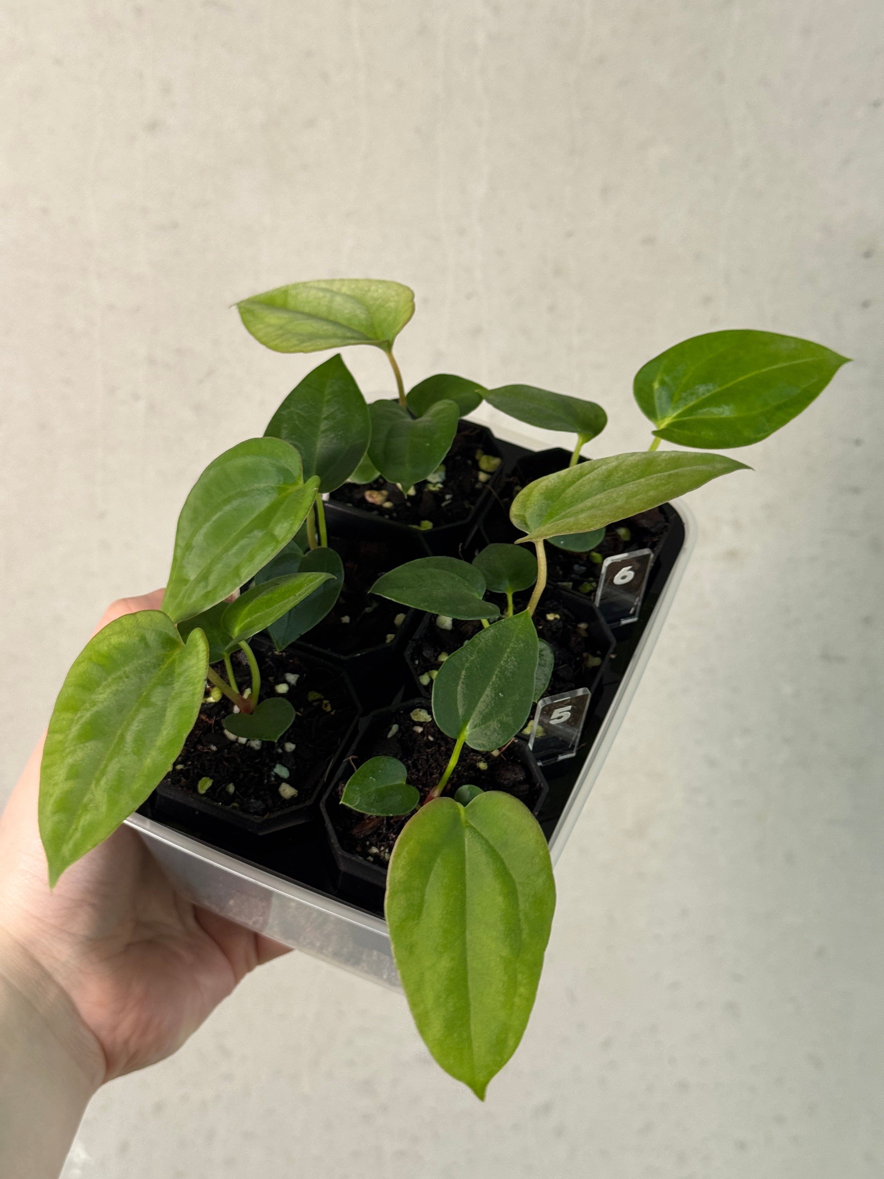 Anthurium Papillilaminum Ree Gardens x BVEP (‘Round’ x RA1)