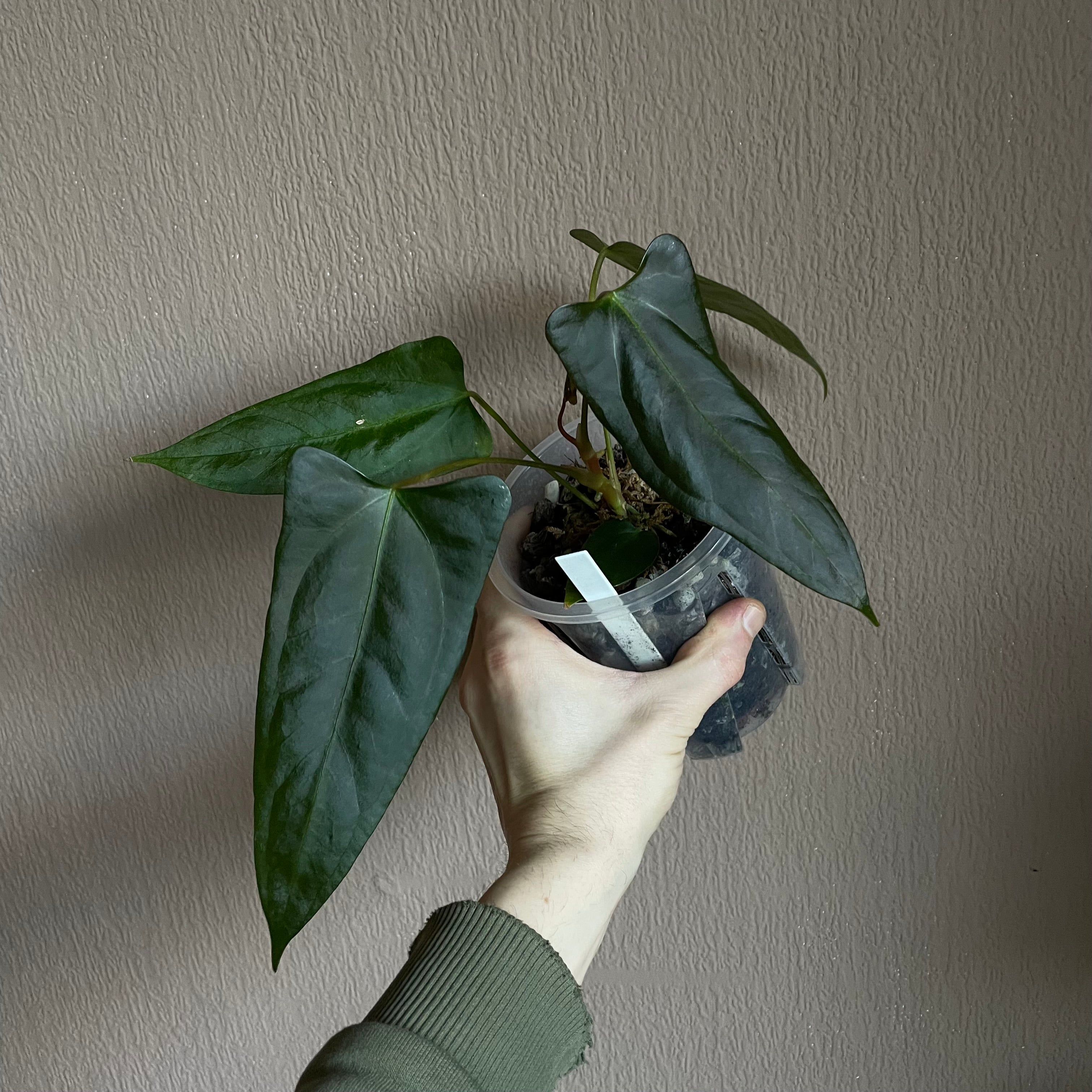 Anthurium - Various plants