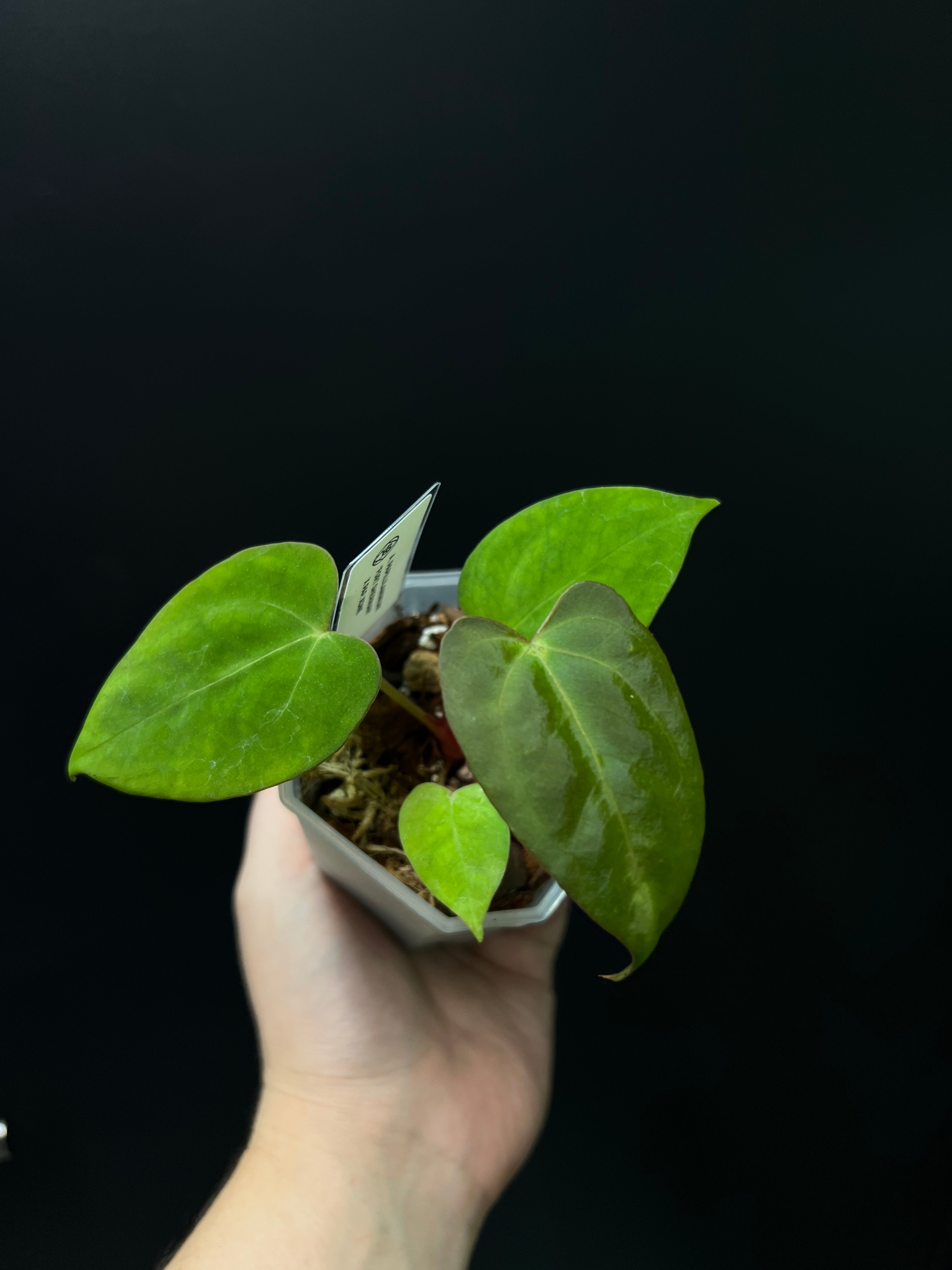 Anthurium Fort Sherman x XOne