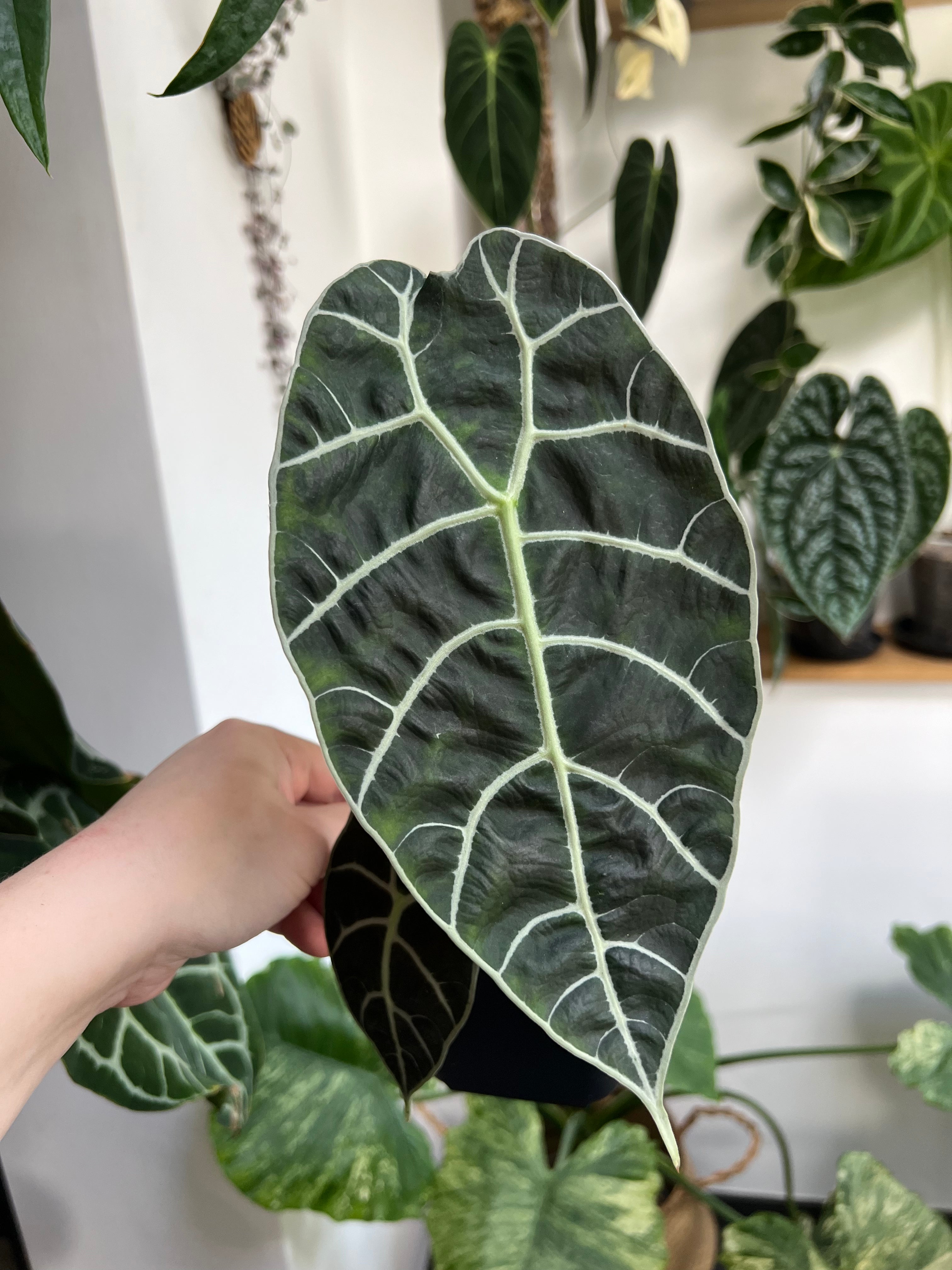 Alocasia Watsoniana - Medium Size