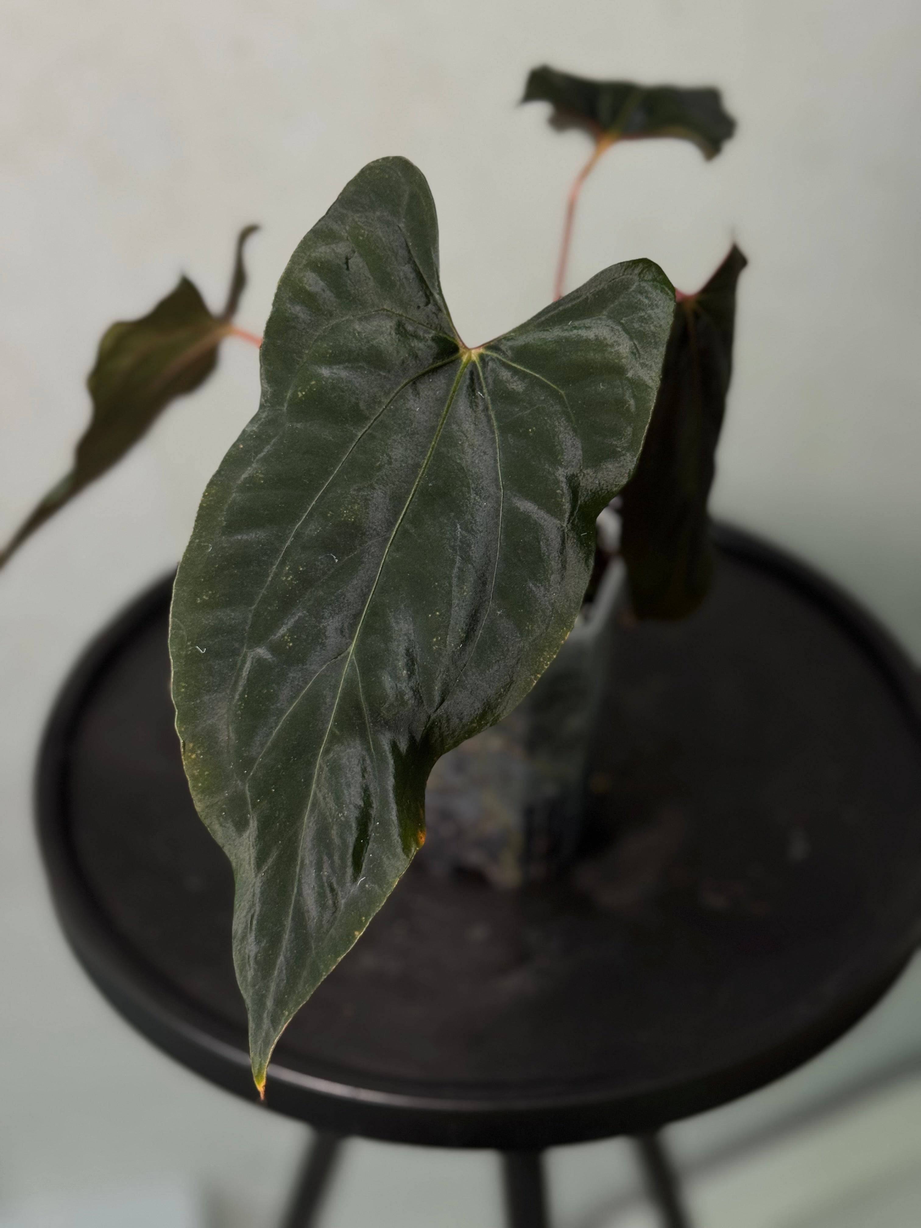Anthurium Ralph Lynam S1 clone plant by SMUKHI with glossy green leaves and vibrant red spathes, potted indoors.